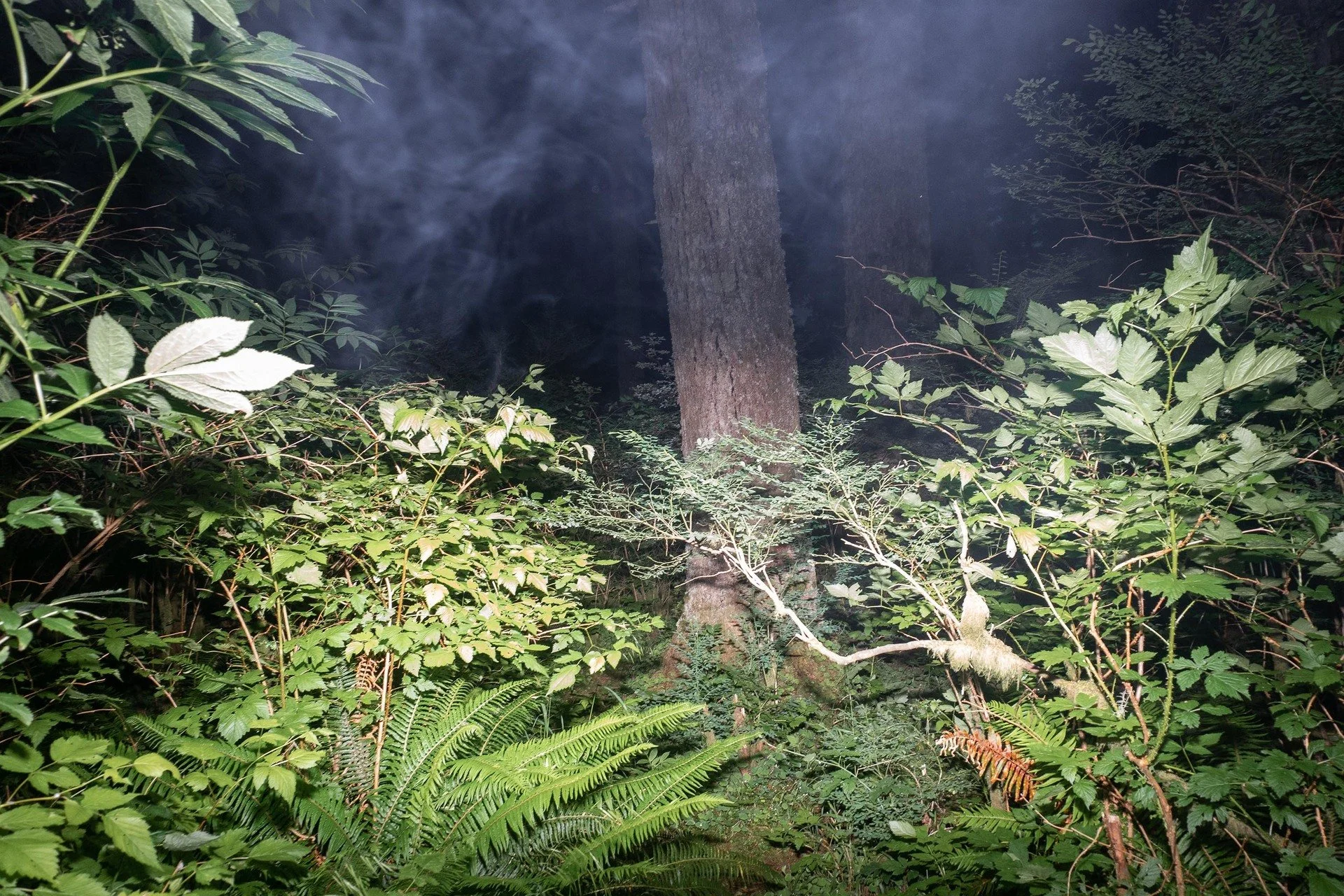 Williams, M. Earl 1 (PNWD 2025)