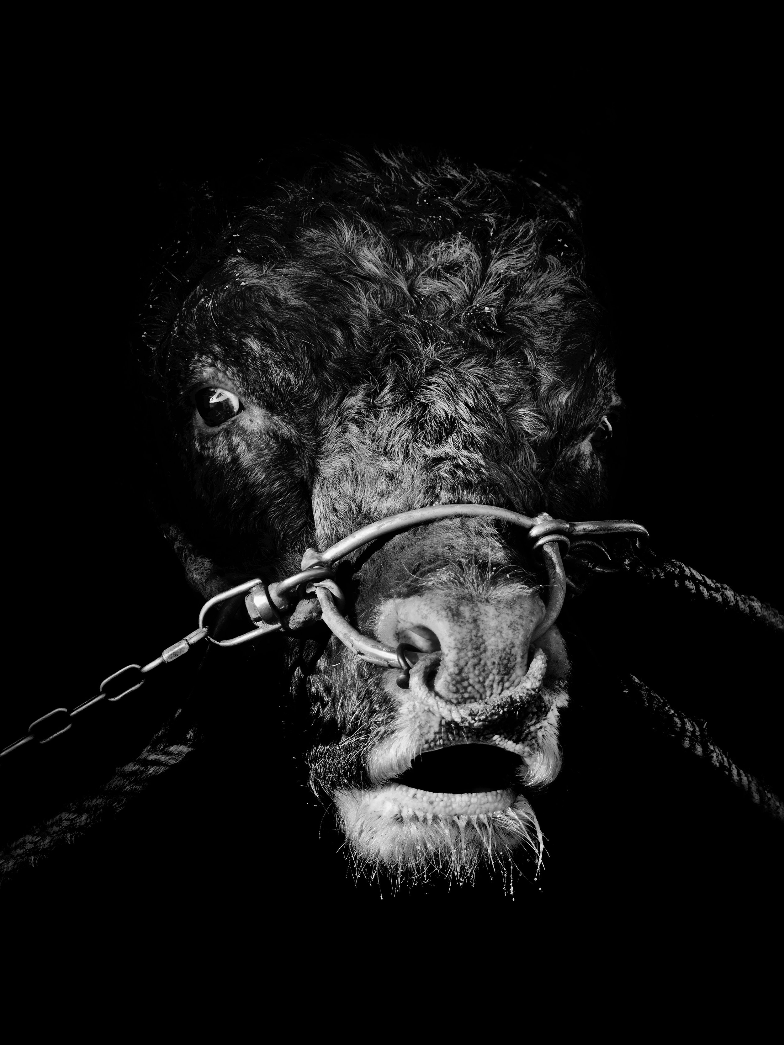 Fighting Bull02.jpeg