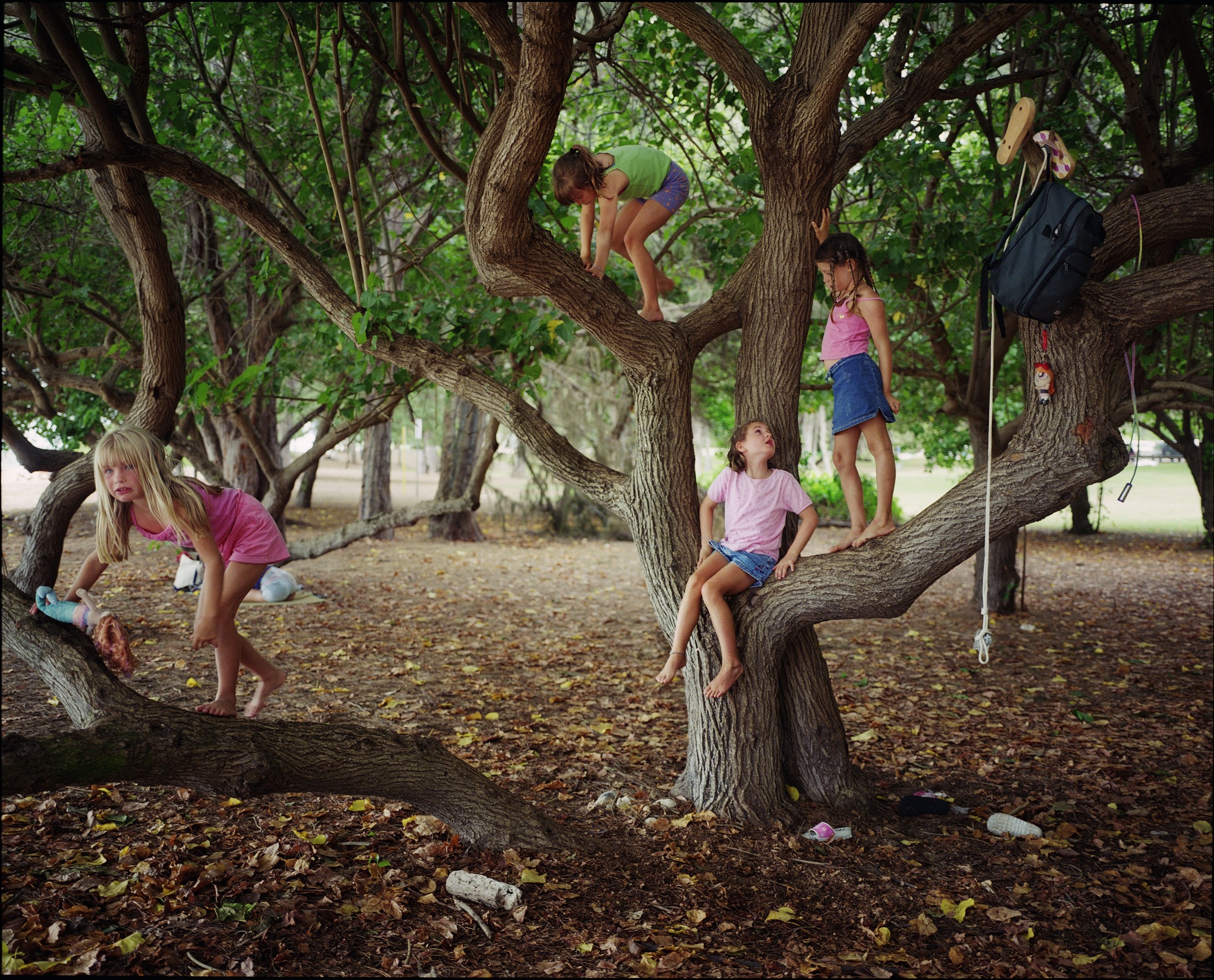 Portia Tree, Maui.jpeg