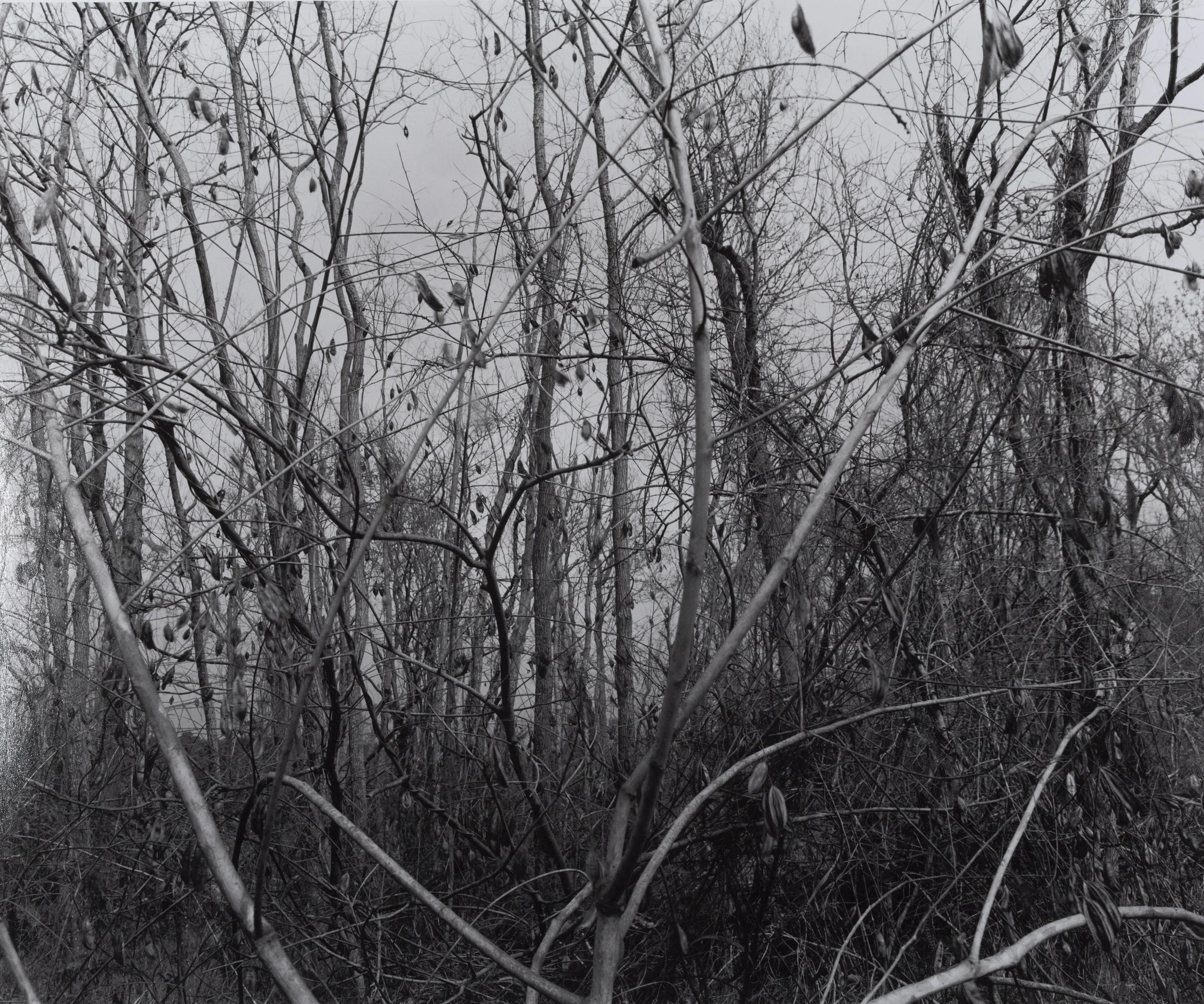 D3ColtenOrig02 Jennifer Colten.jpg