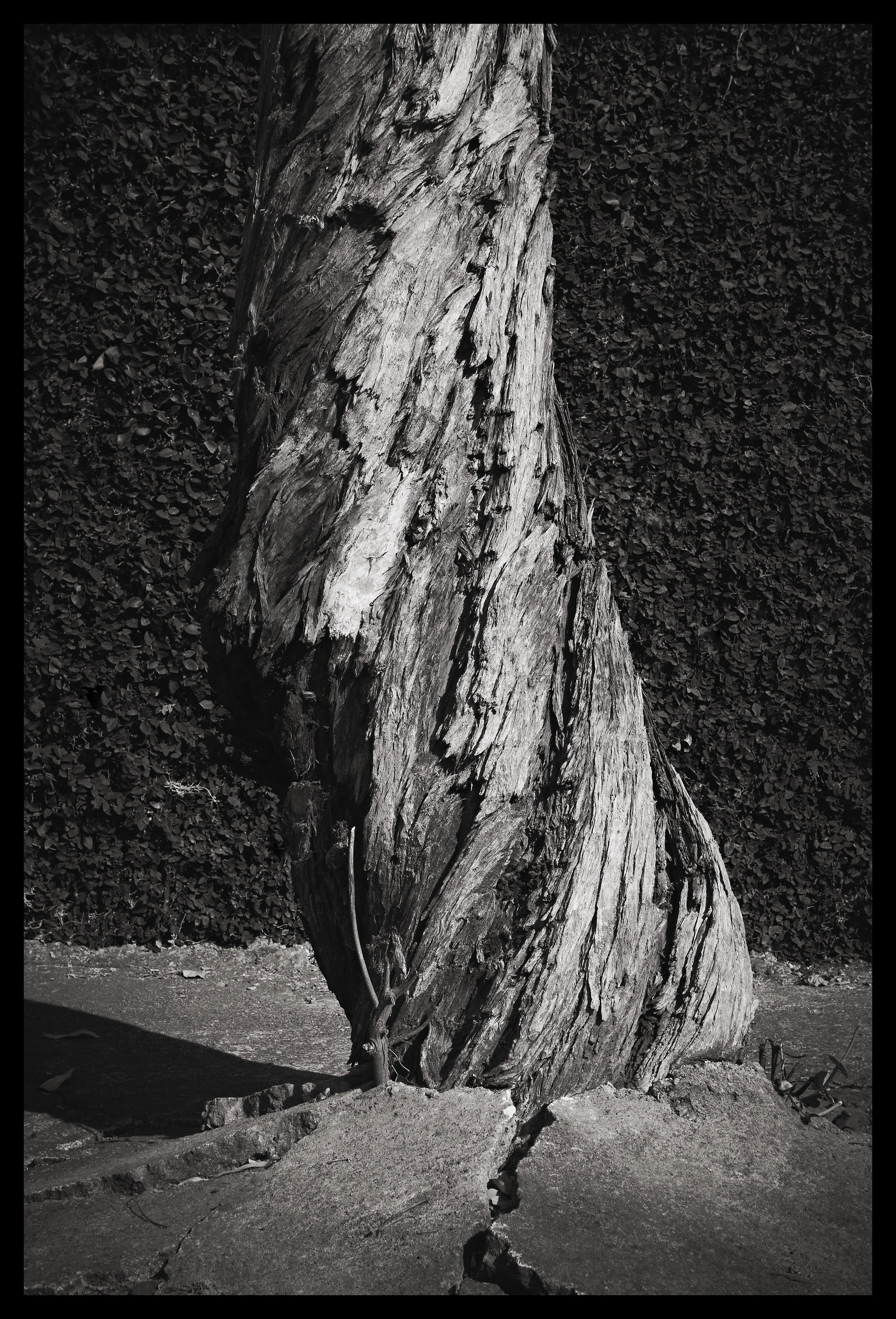 Rafael Goldchain New 3