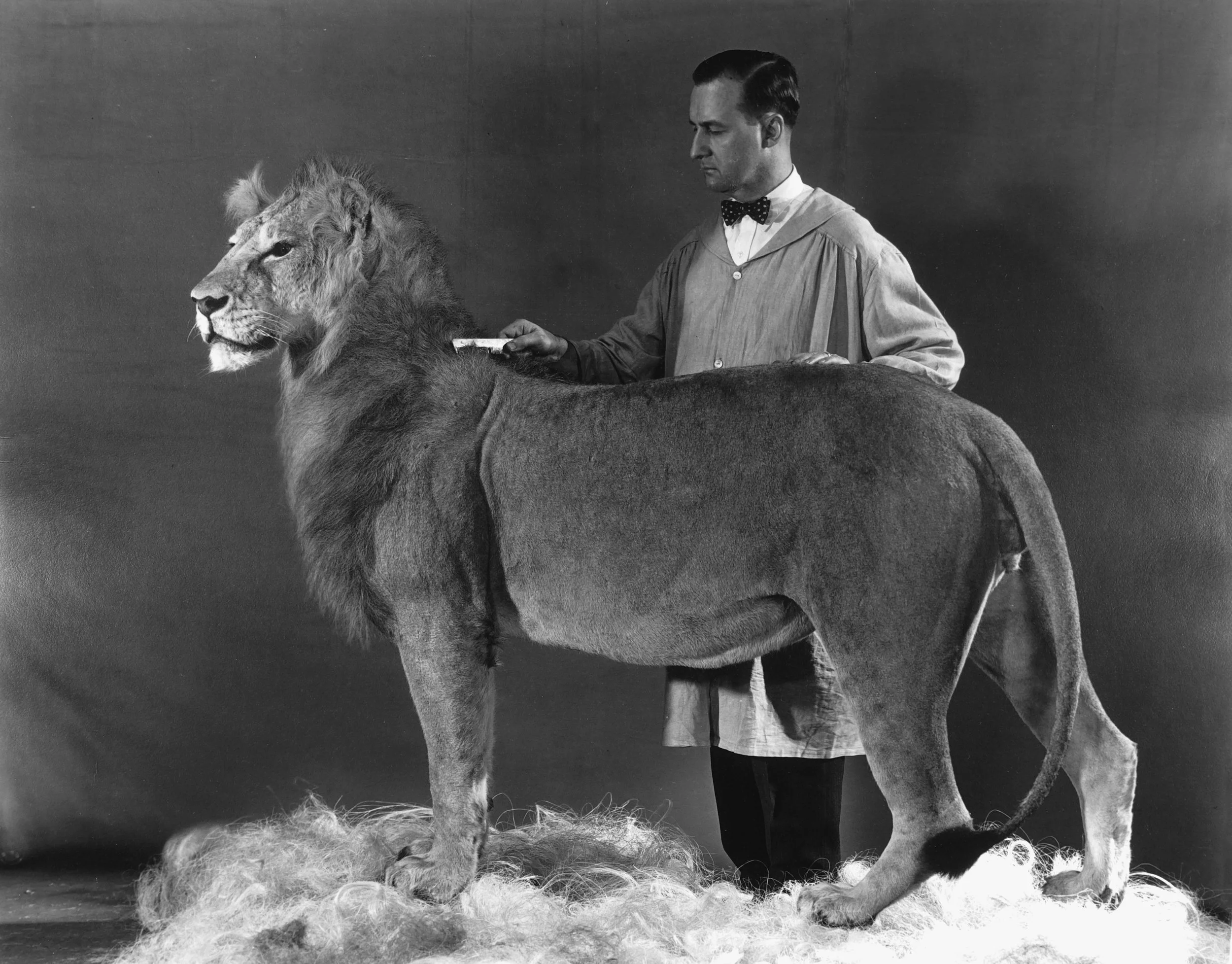 American Museum of Natural History 1