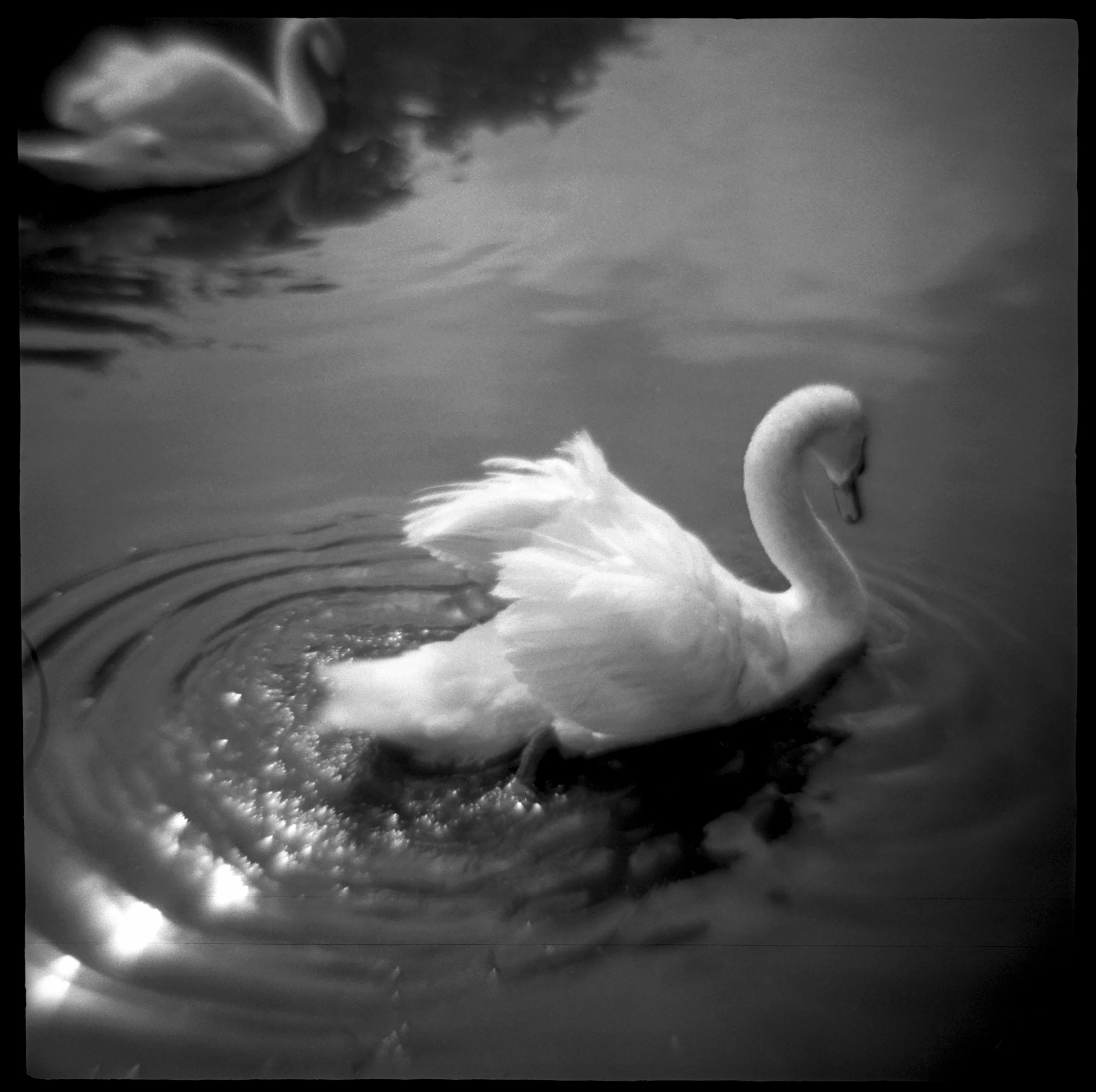 D2_JulieMihaly_TheViewFromHere_02_Swans.jpg