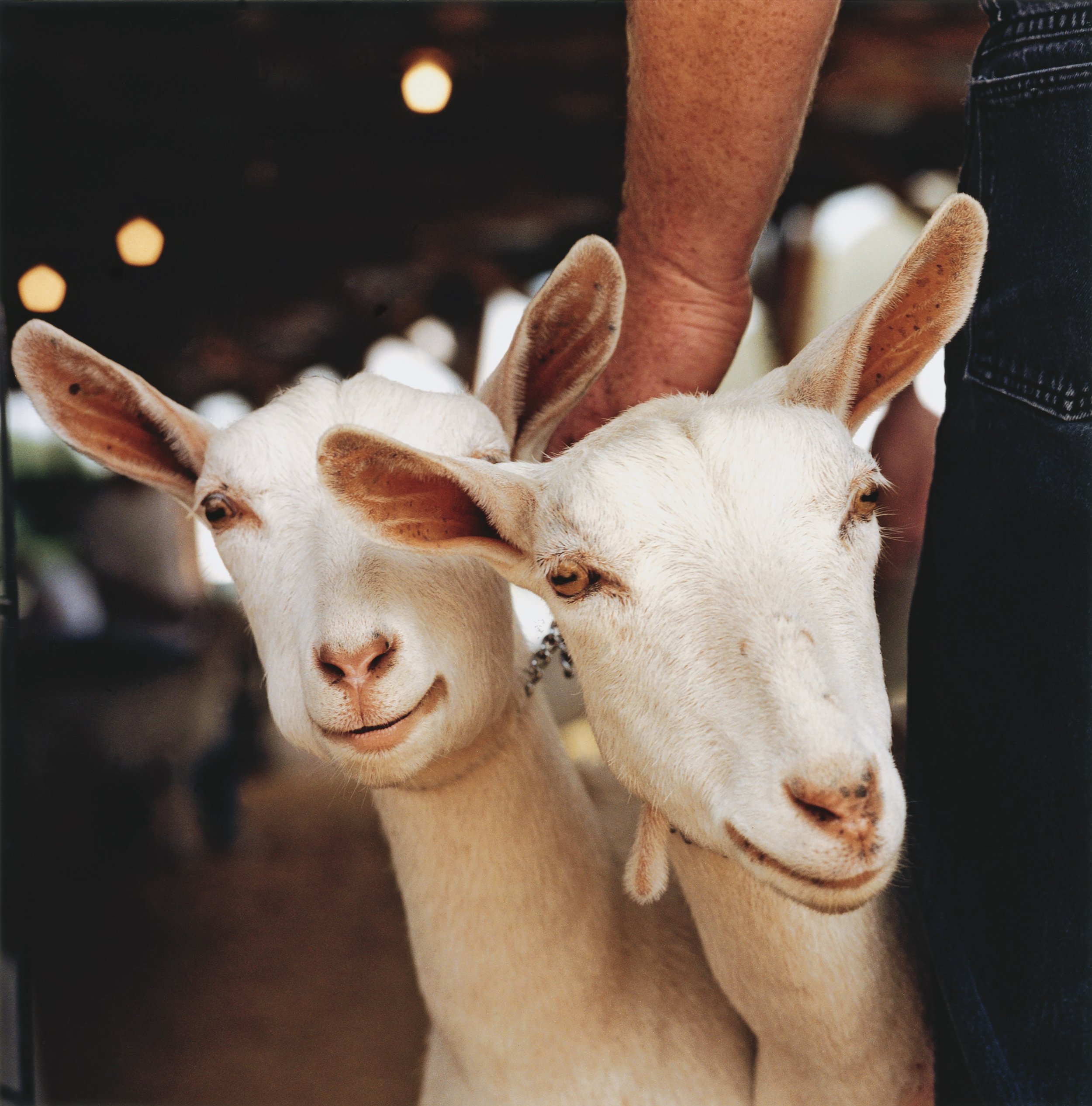 Dan Nelken Original 3