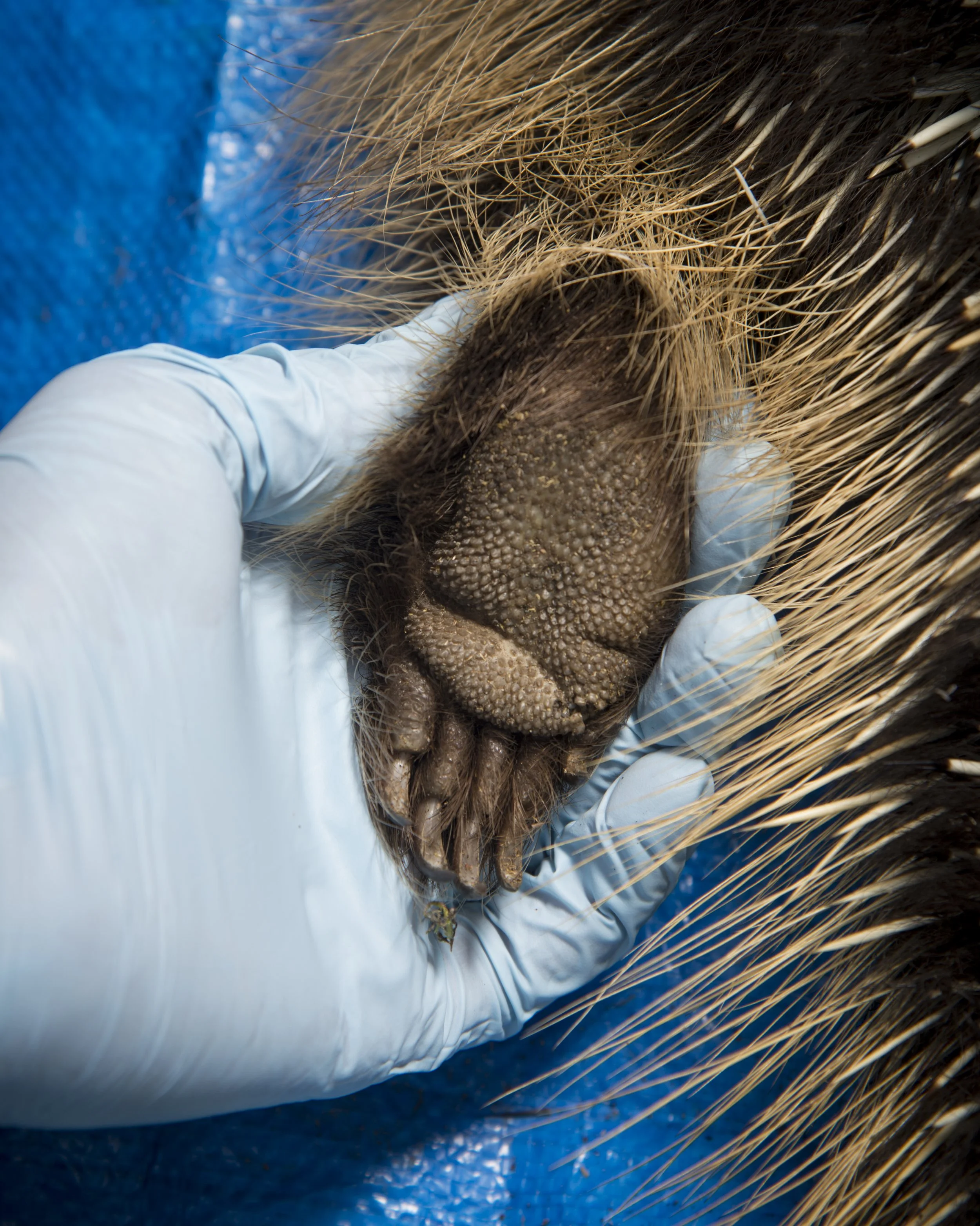 d4HillNew02_Porcupine Nicole Hill.jpg
