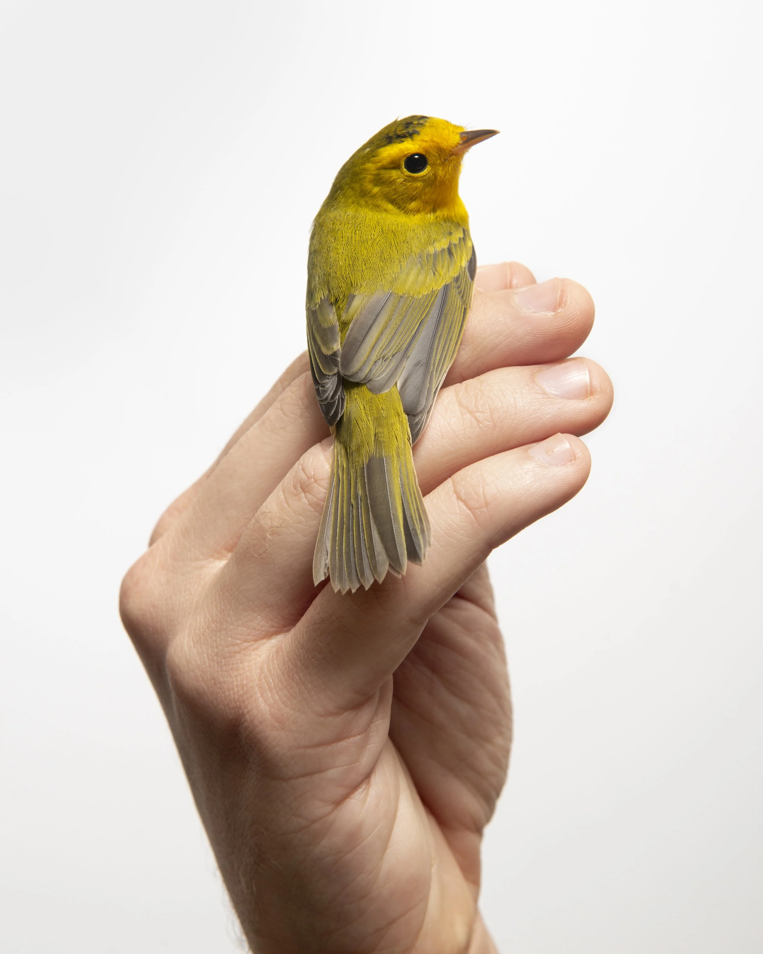 D4HillNew03_Wilsons_Warbler Nicole Hill.jpg