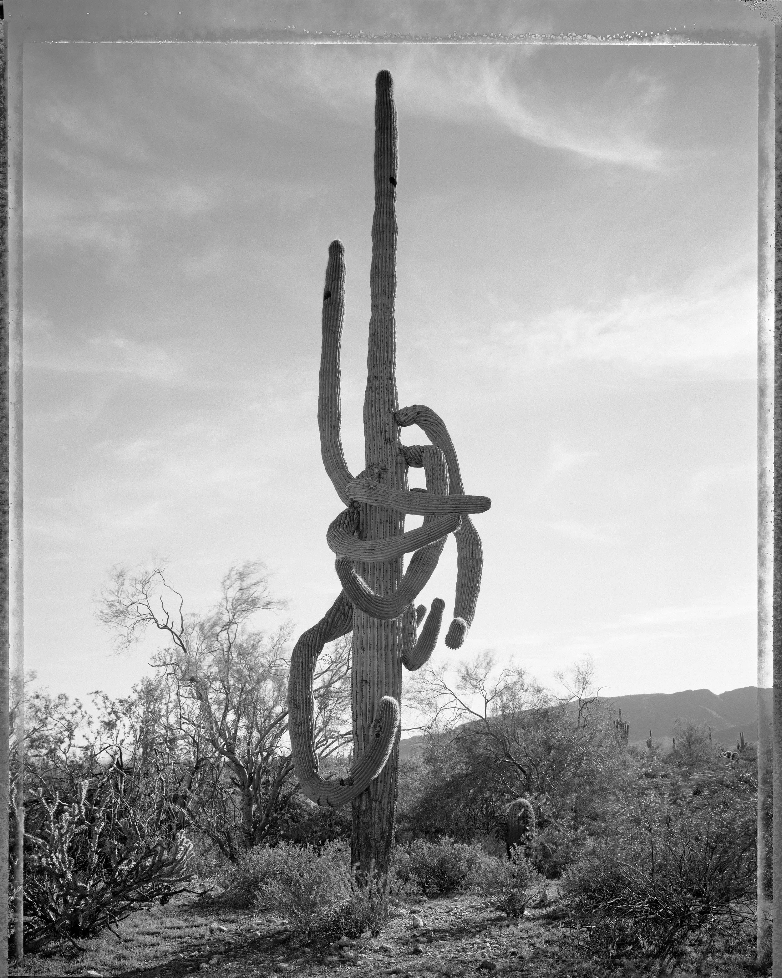Desert Citizen 09 KLETT Mark Klett.jpg