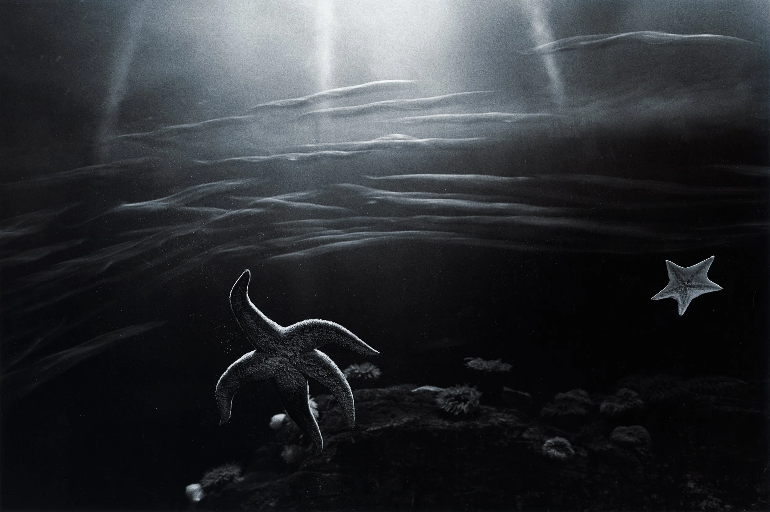 Diane Cook and Len Jenshel Original 2