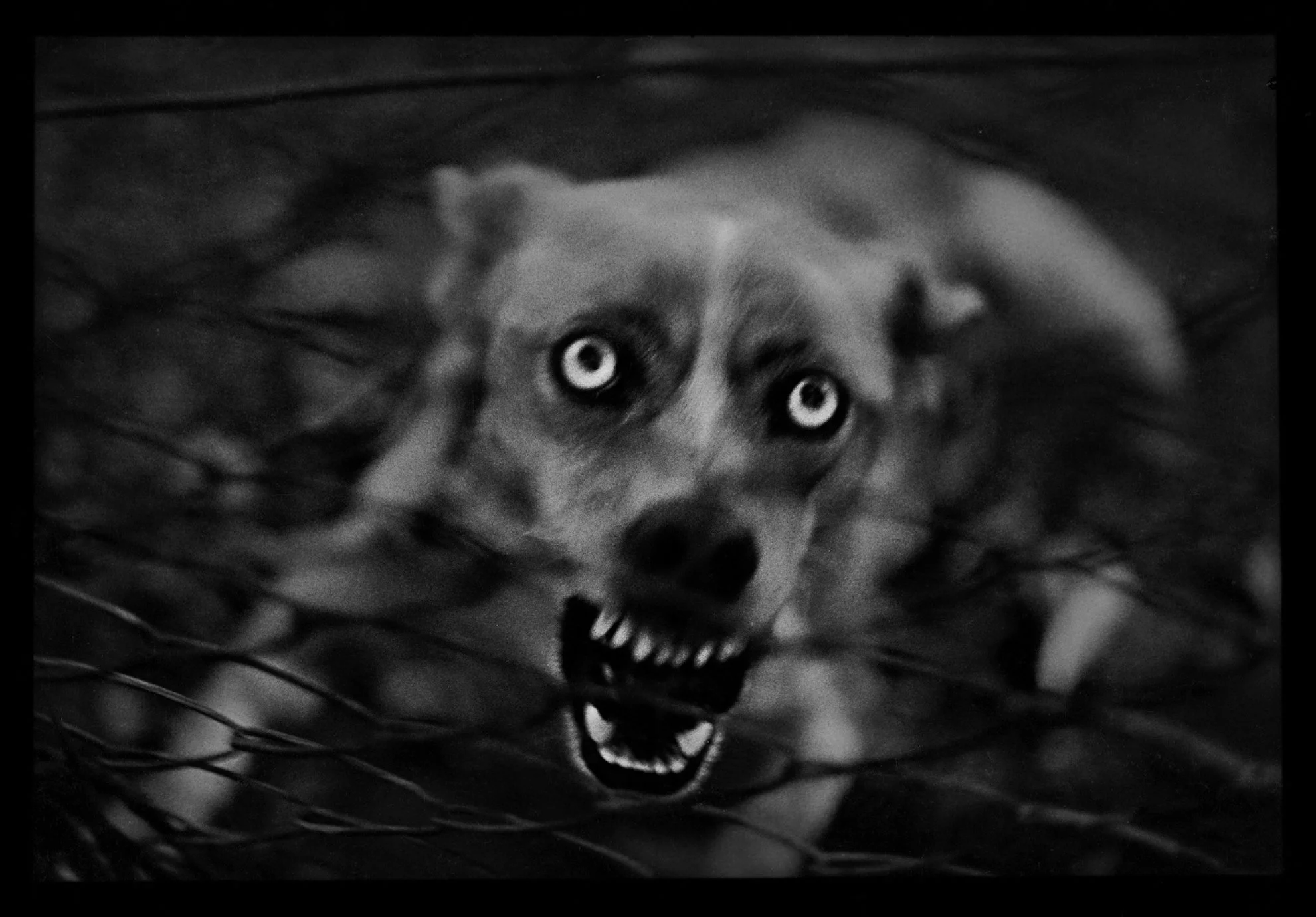 D4BrunelliOrig01 Giacomo Brunelli.jpg
