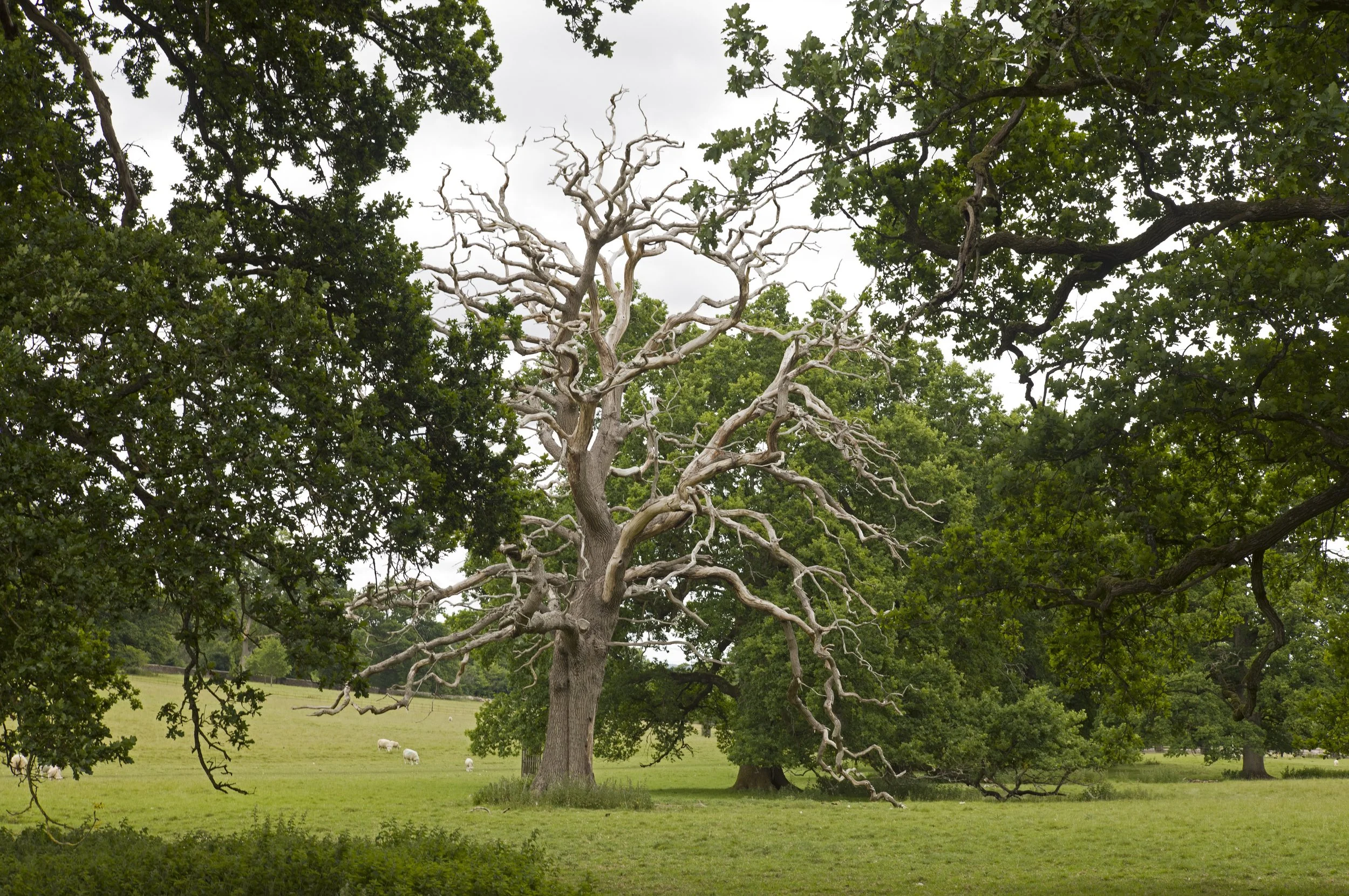 D3CharlieMeechamNew04 Charlie Meecham.jpg