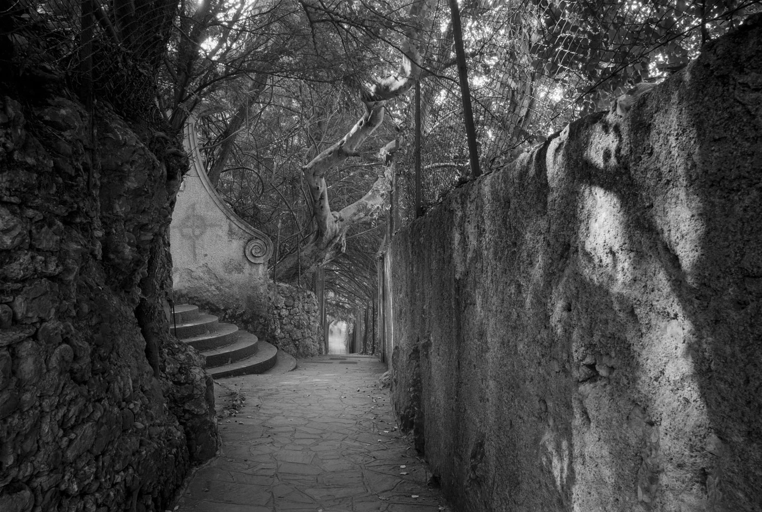 Diane Cook Original 3