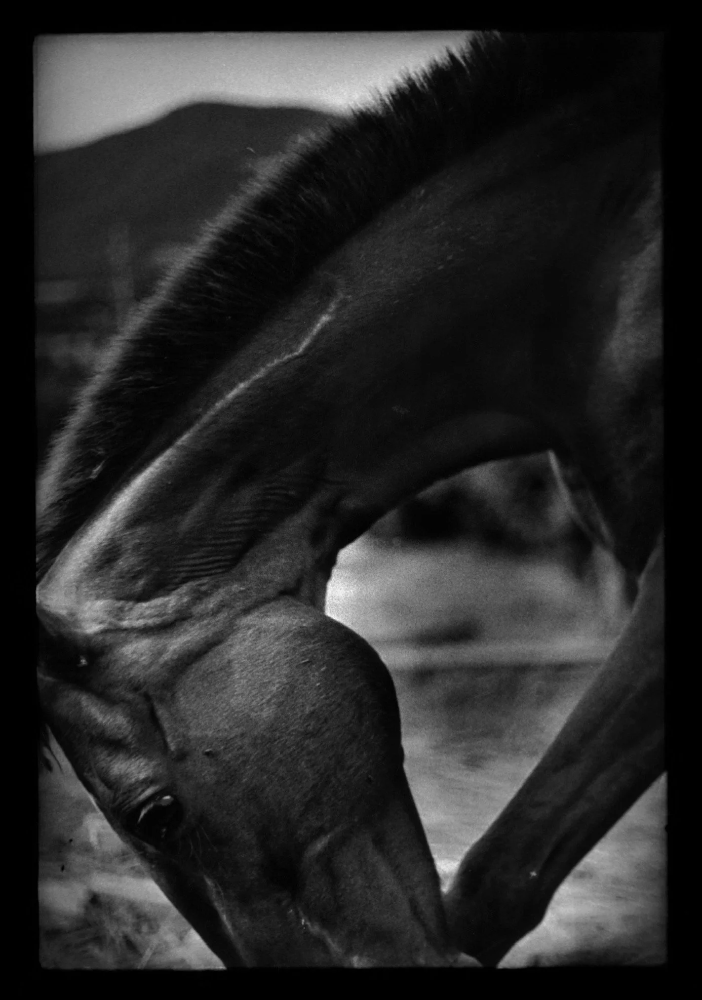 D4BrunelliOrig02 Giacomo Brunelli.jpg