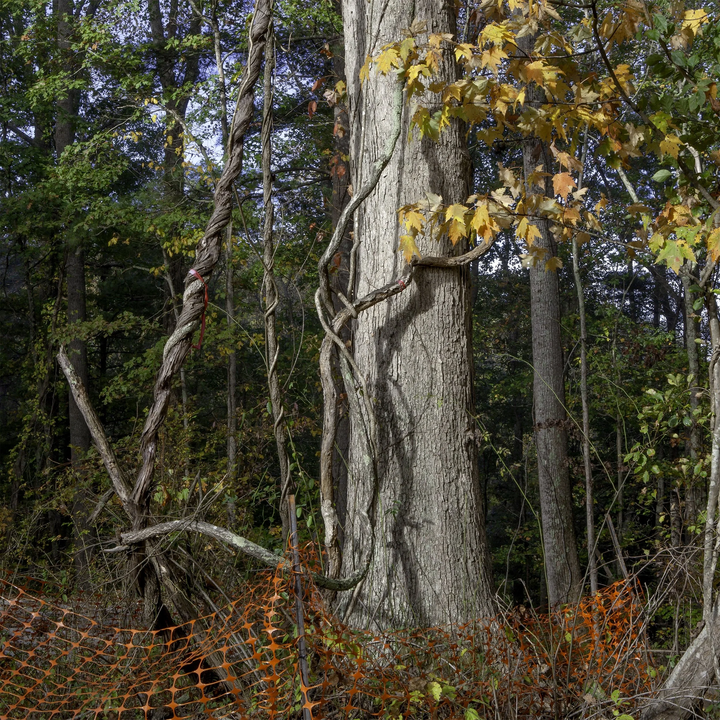 Orange Fence (2023).jpg