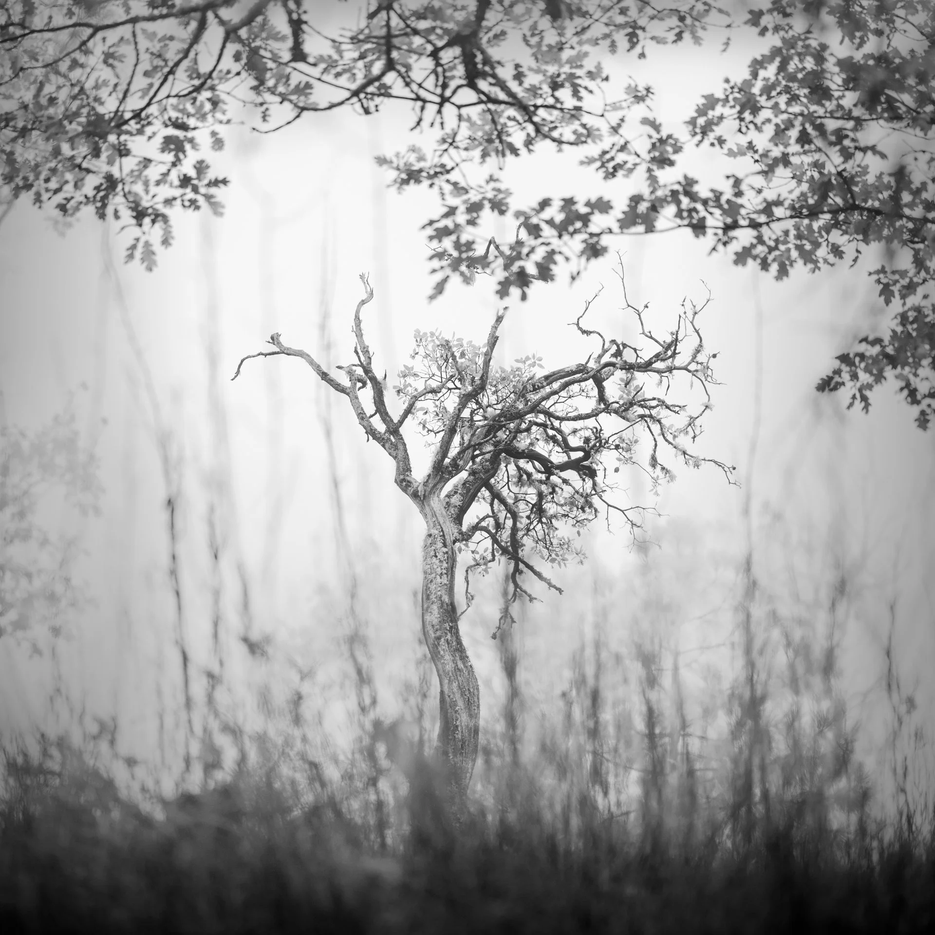 Sternenberg, Darcie 2 (PNWD 2025)