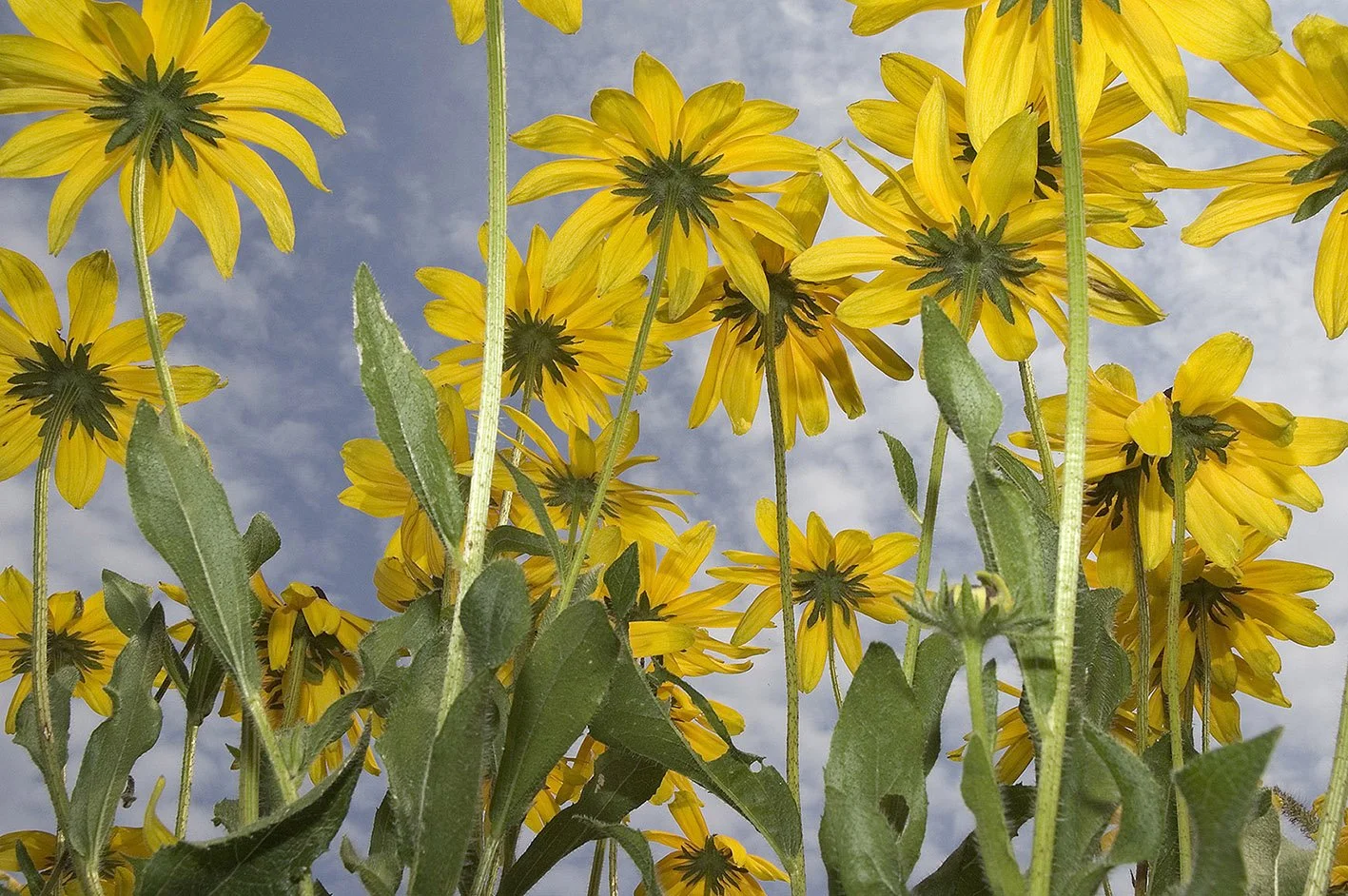 flowers 2 tony mendoza Blue Sky Gallery.jpg