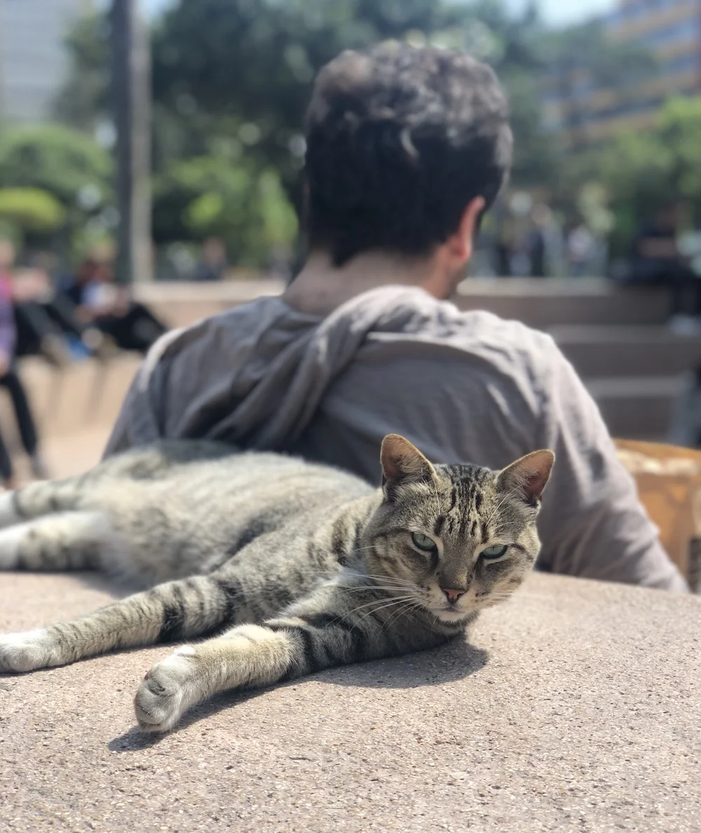 Cat at Kennedy Park