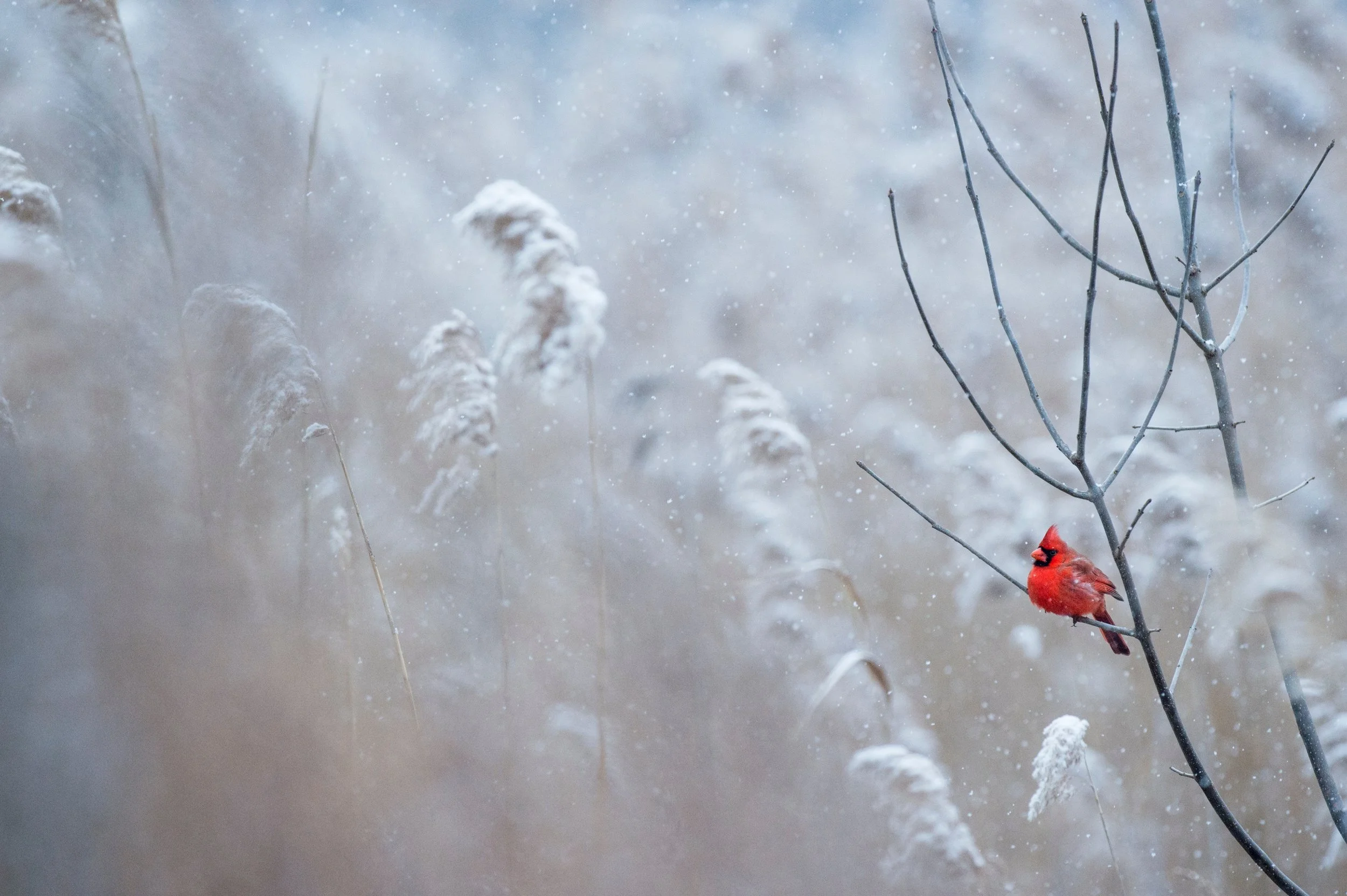 Your Sovereign Story is a Cardinal in the Snow
