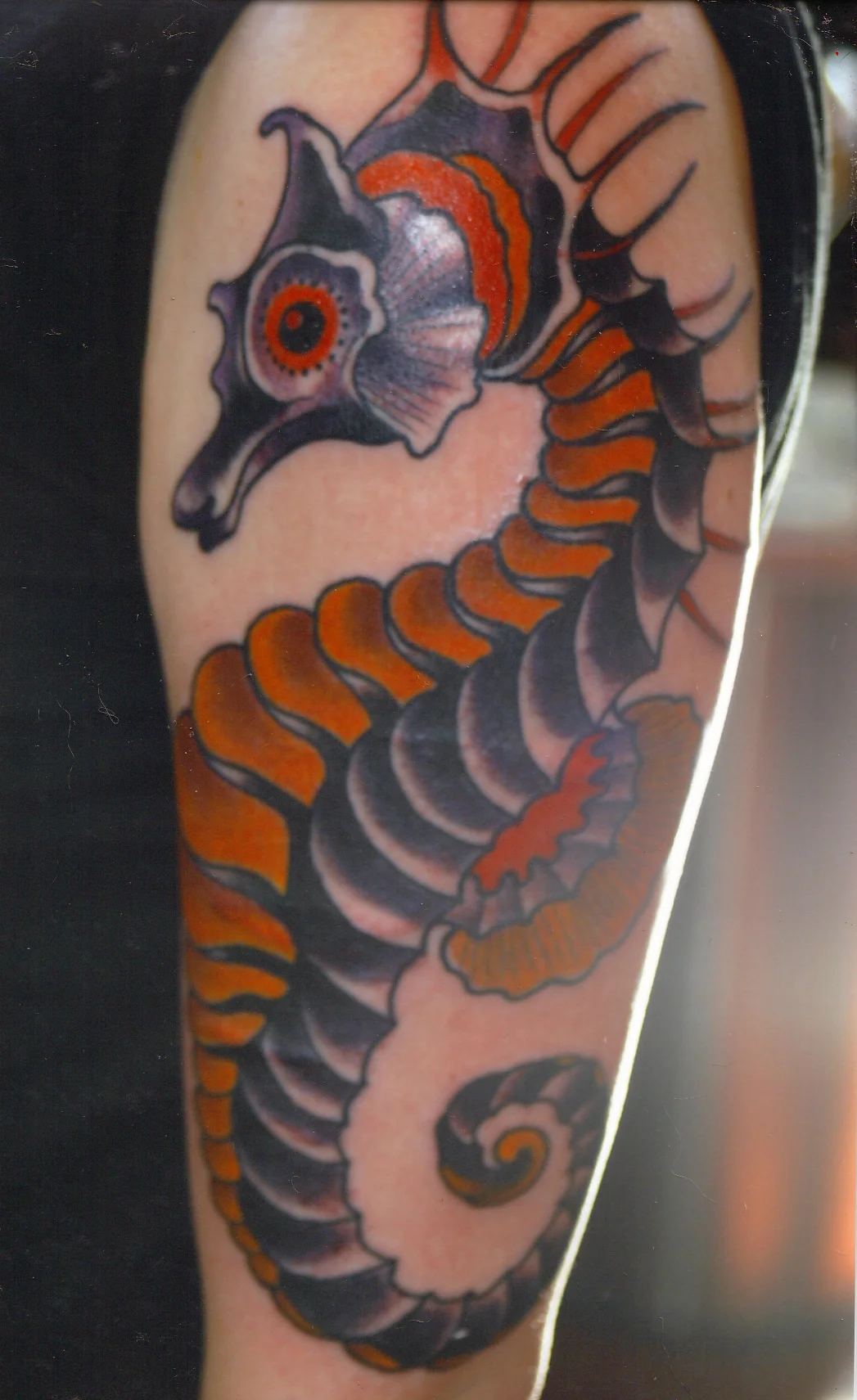 seahorse.jpg