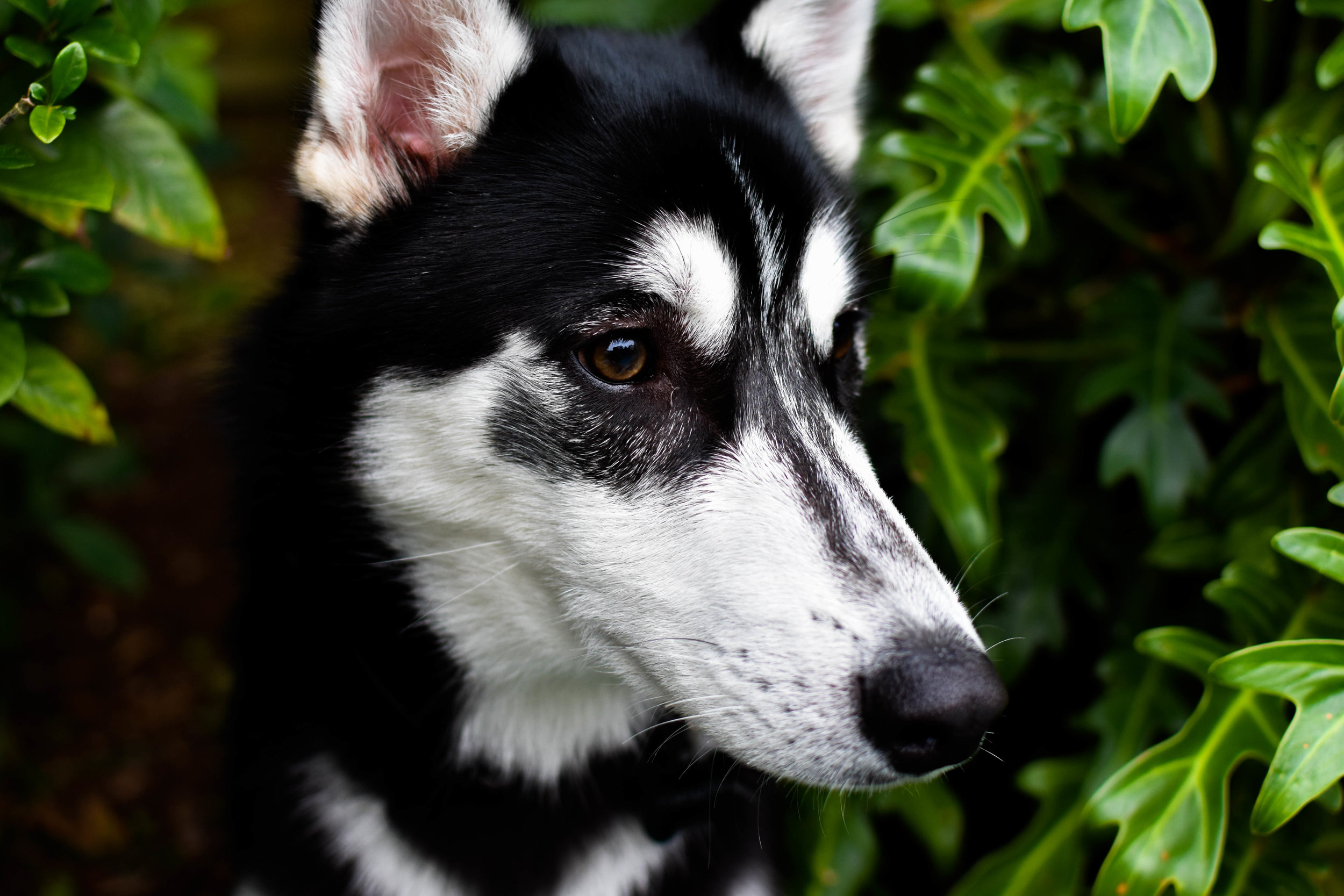 DSC_2227-2.jpg