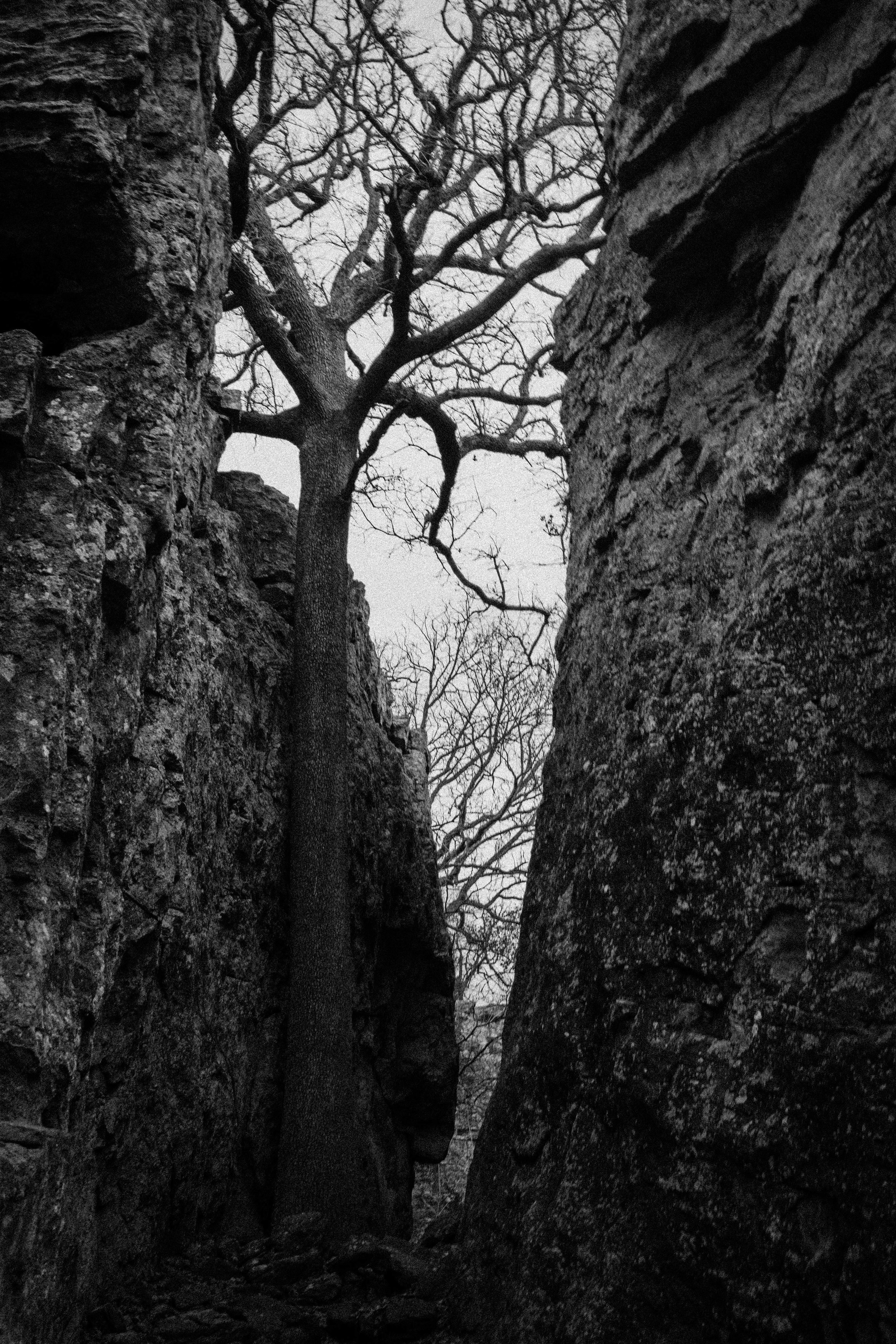 tree rock.jpg