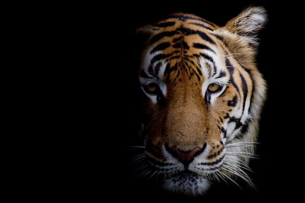 Even the Tiger King Has to Answer to the Law