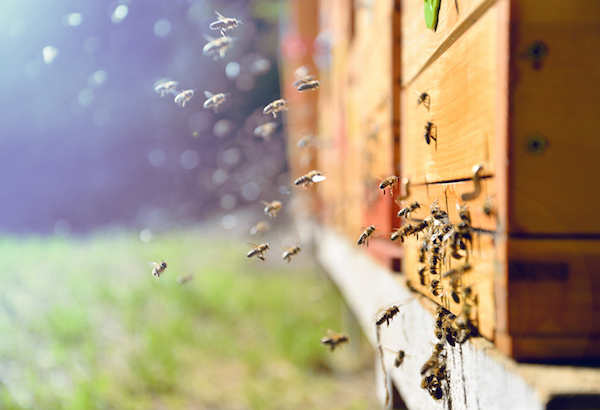 ApisProtect Announces New Innovation: Internet of Things to Study Bees