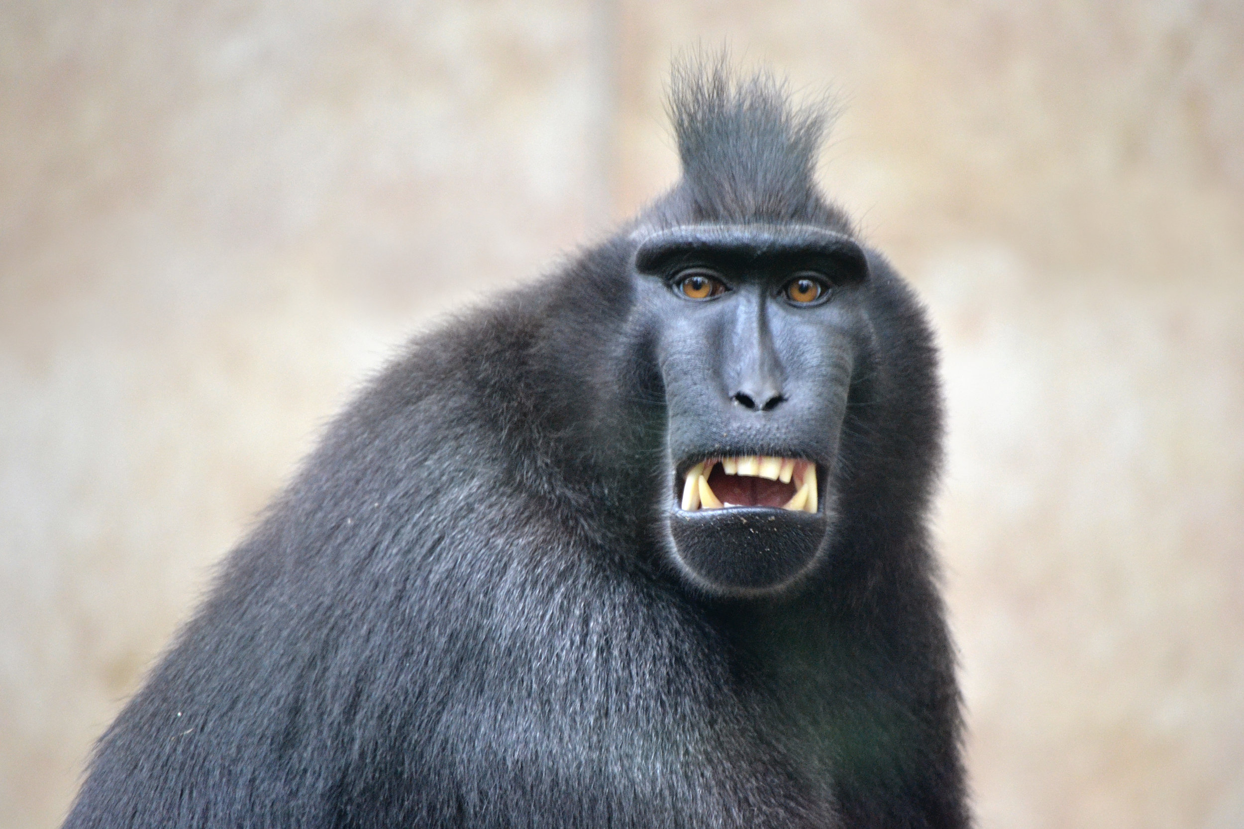 Monkey Selfie Legal Battles Continue