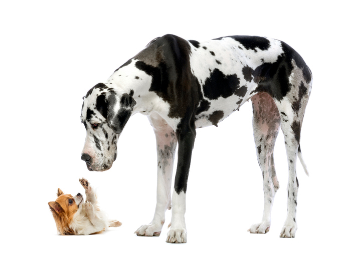 It’s a Dog Fight!