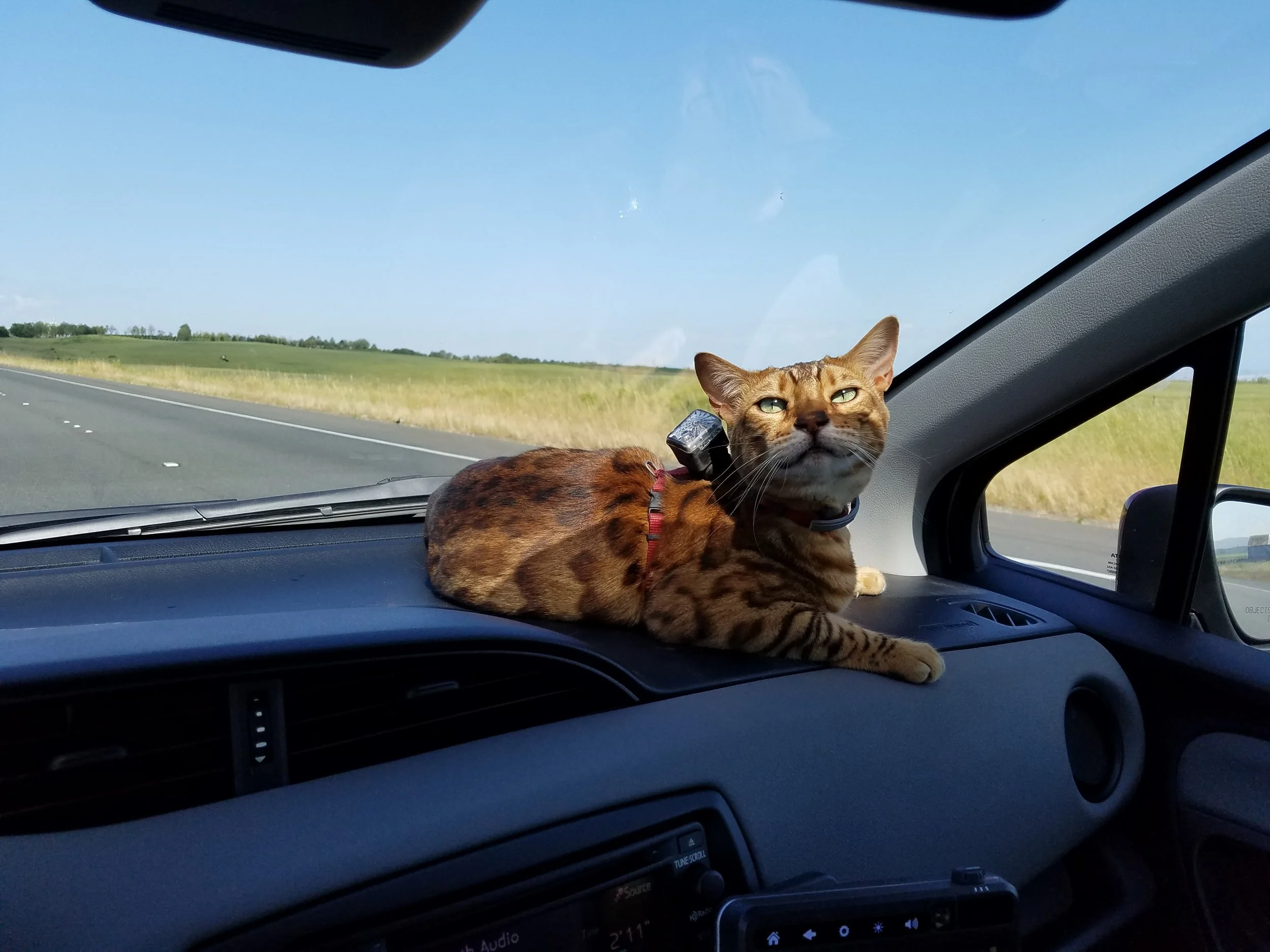 This Cat Buys Houses