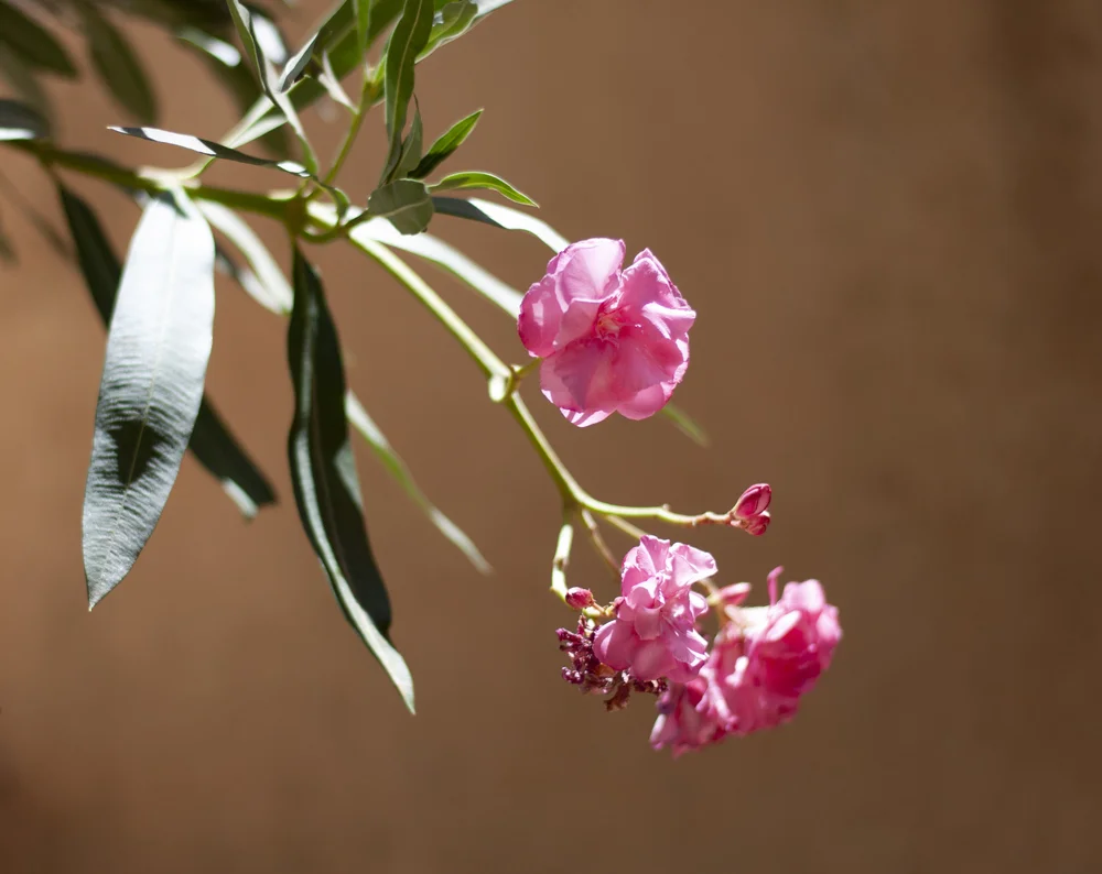 Flowers in the desert