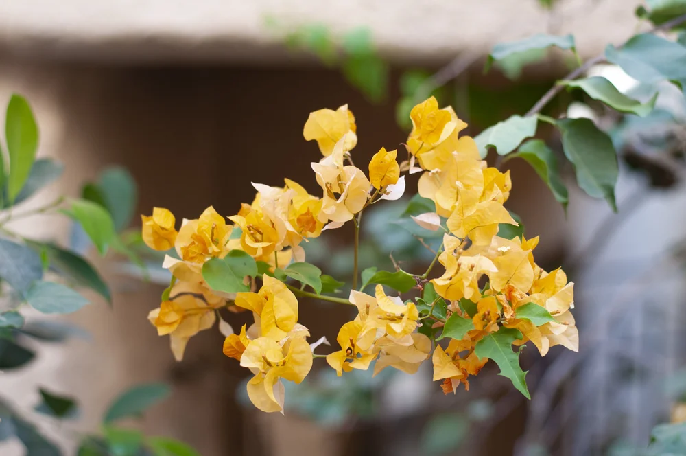 20180719442 copy.JPG