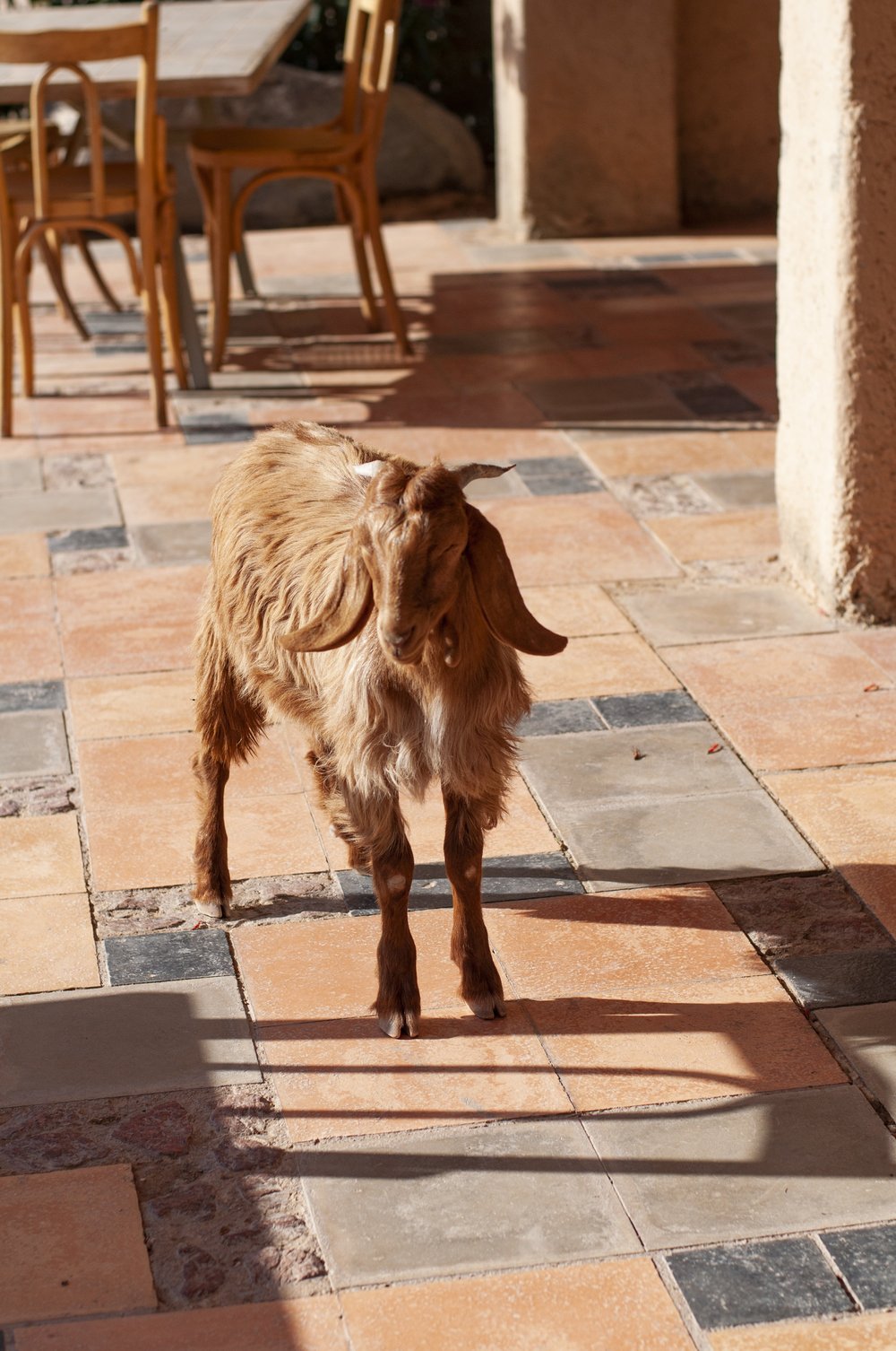 A new goat friend I met