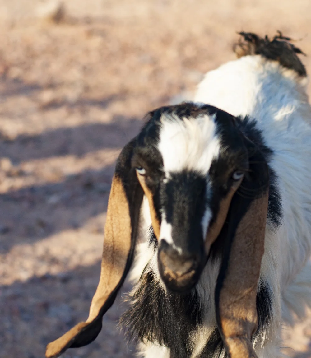 20180718429 copy.JPG