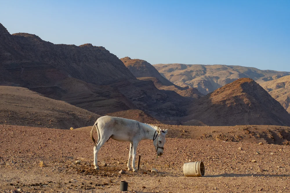 20180718432 copy.JPG