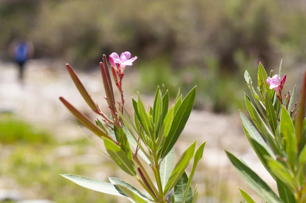 20180718405 copy.JPG