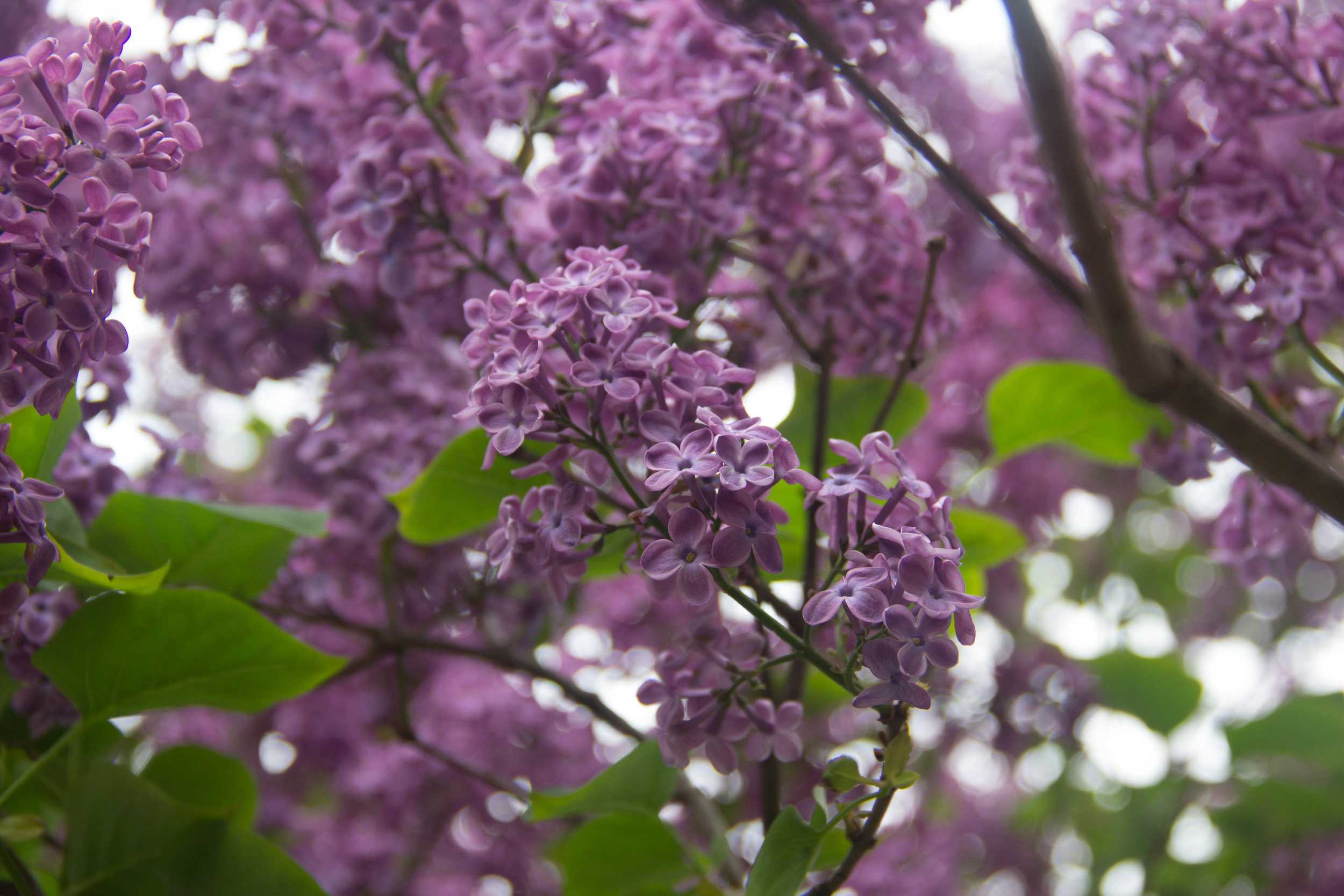 Lady Lilac in particular, sweeps the floor with her undeniably unique fragrance. Each nearly imperceptible blossom imparts its own sweetness and when singled out, is an astounding reminder of natures meticulously perfect craftsmanship. En masse, the Lilac is a textural wonder of delicate movement, stirred by each story brought forth by the breeze. 