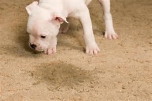 dog pea on carpet.jpg