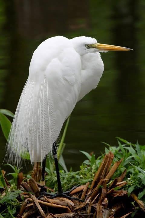 bird.jpg