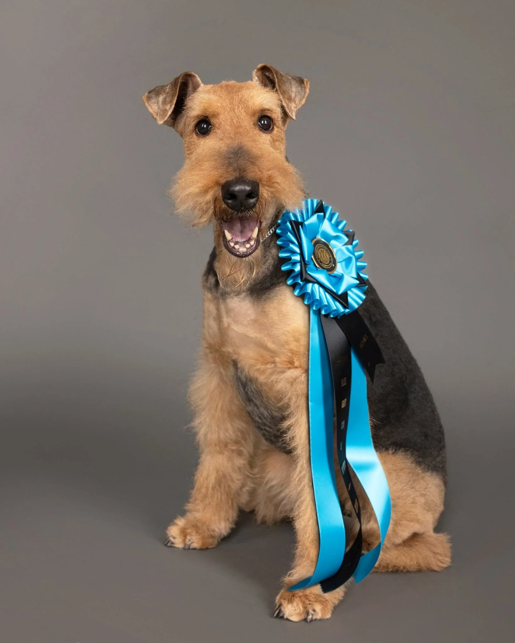 dog champion.jpg