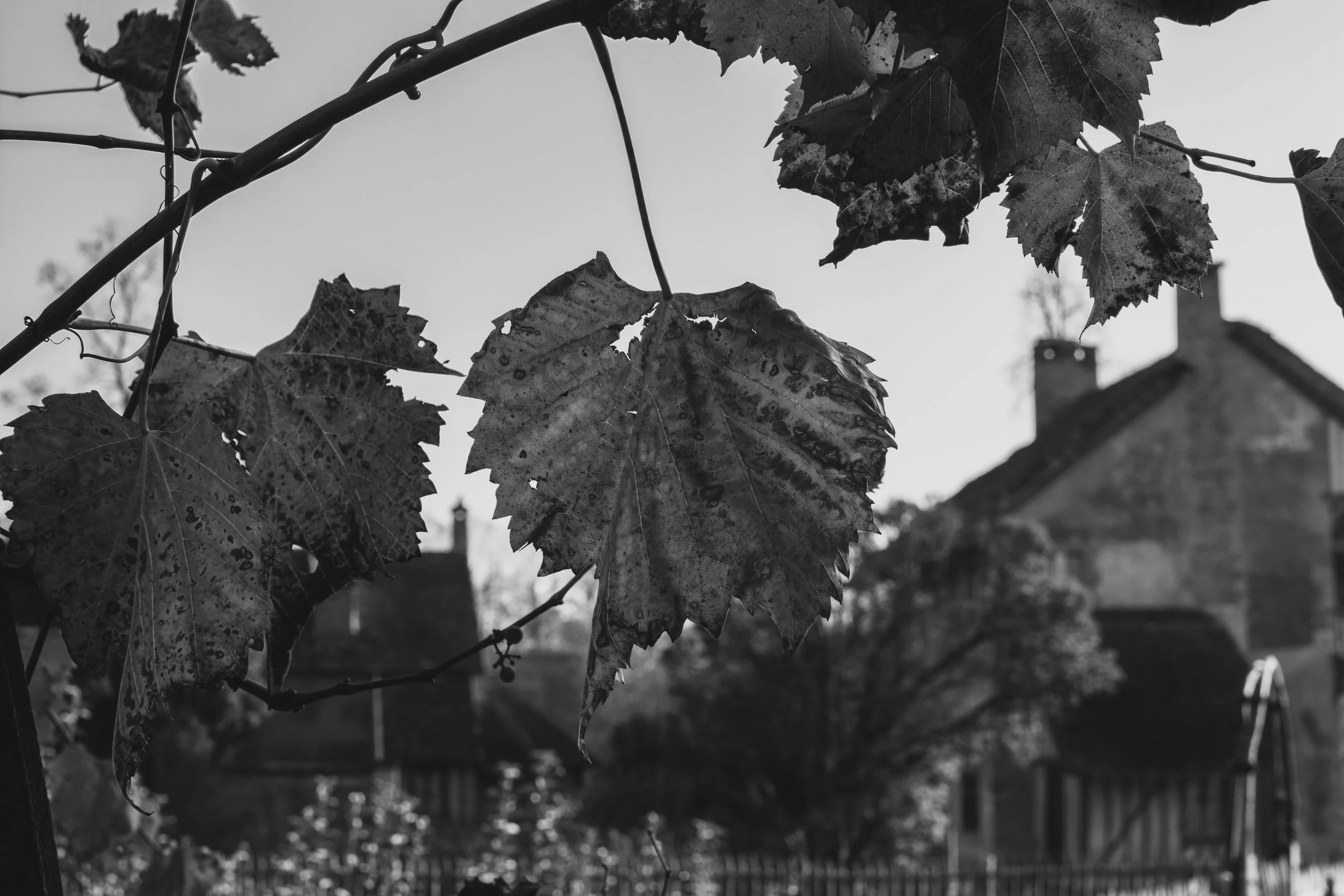_DSC0170.jpg