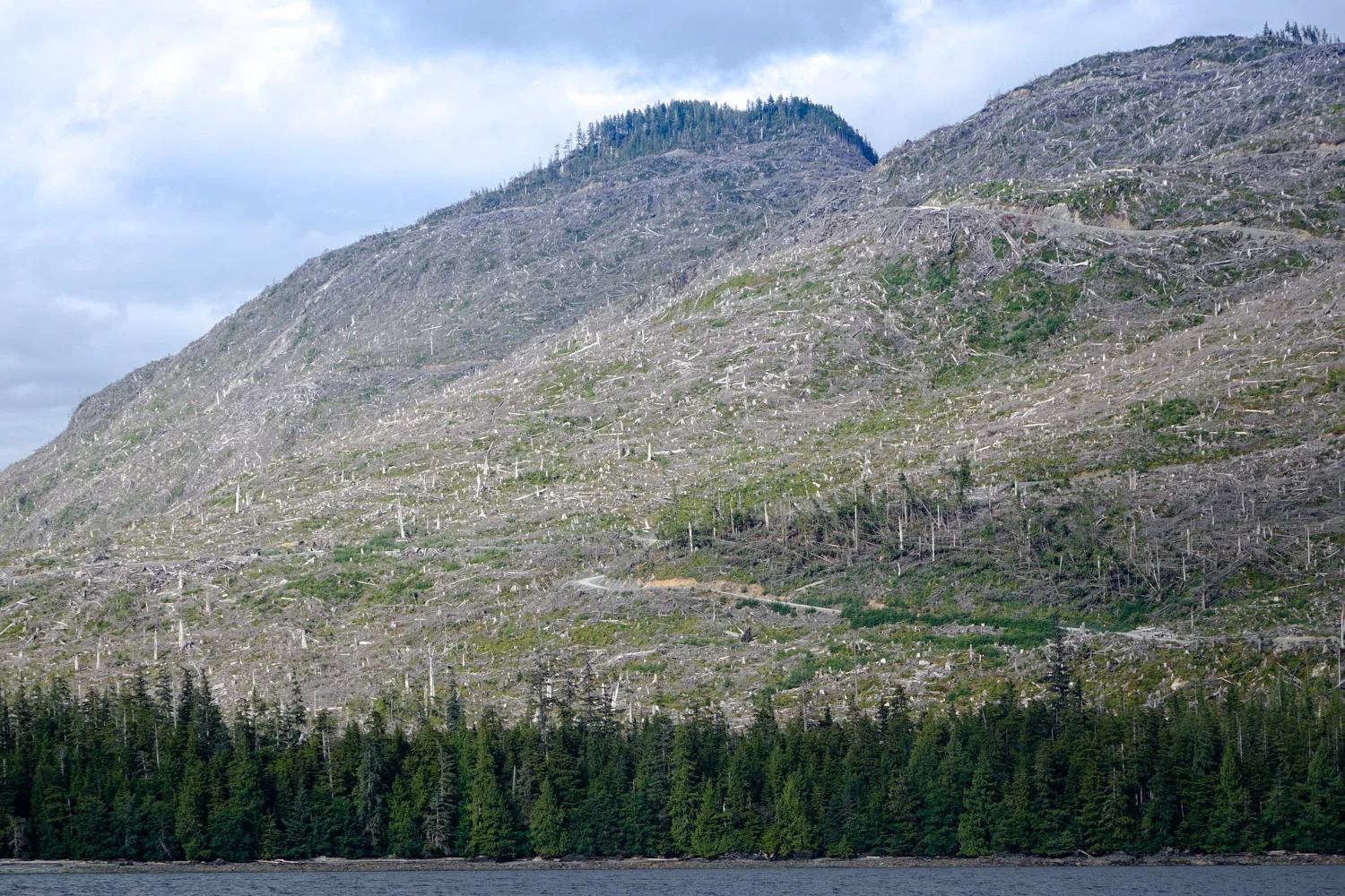 Under Alaska law there is no limit on the size of a clearcut.