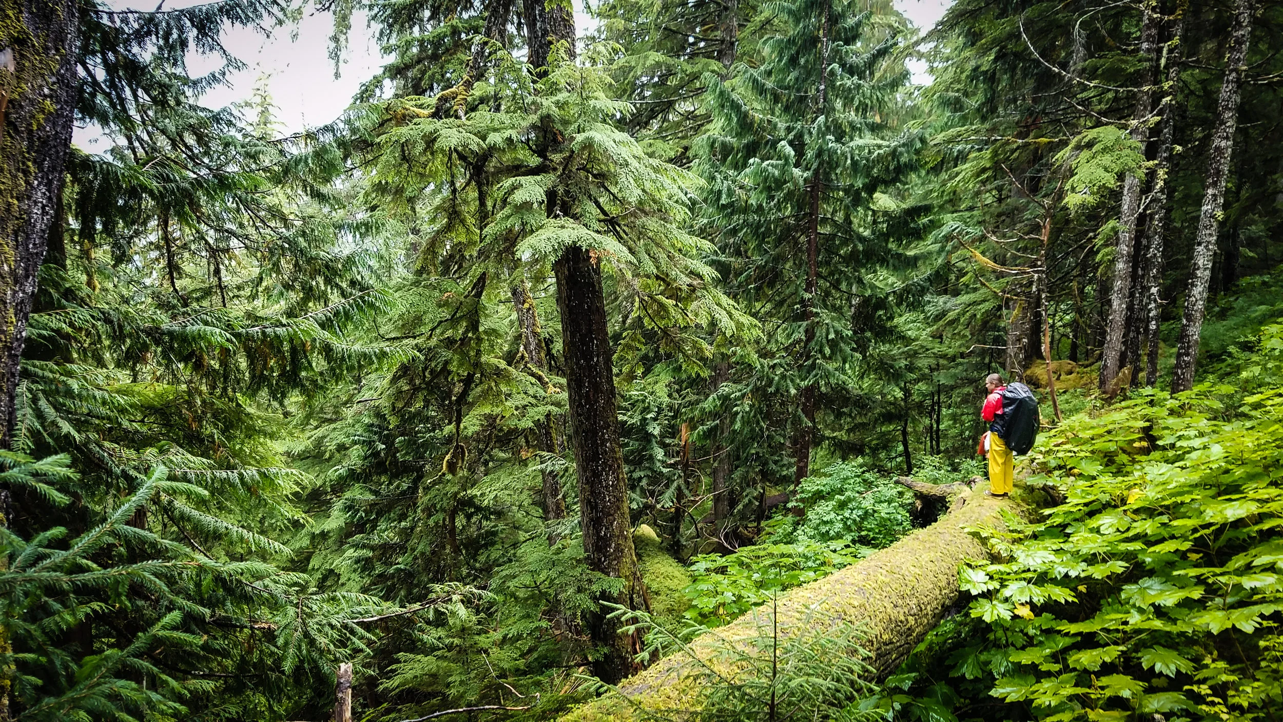 Old growth near Rush Peak