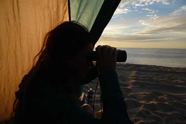 Mara watches humpback whales at first light on the Sea of Cortez .
