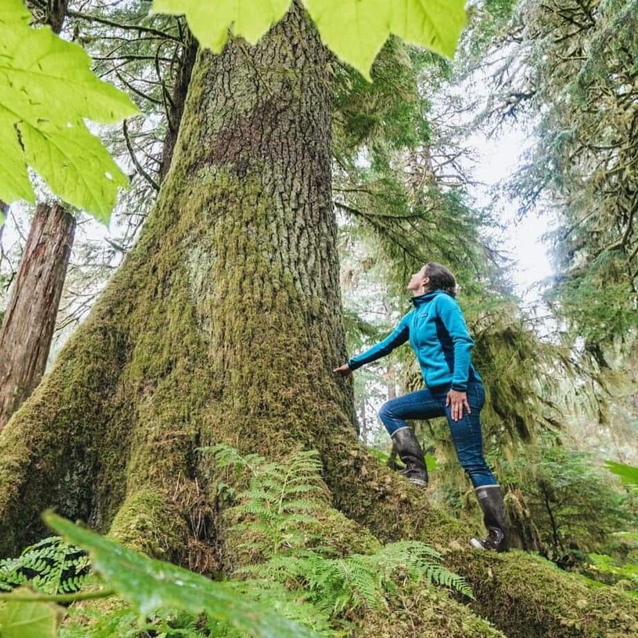 Take it from locals: the Tongass should be named a Forest Carbon Reserve! Check out this&nbsp;@Seattletimes oped from @adaktug, an author who lives, fishes and raises kids in the Tongass. Link in bio.&nbsp;
🌲🌲🌲 Last Stands groundtruther @natstrack