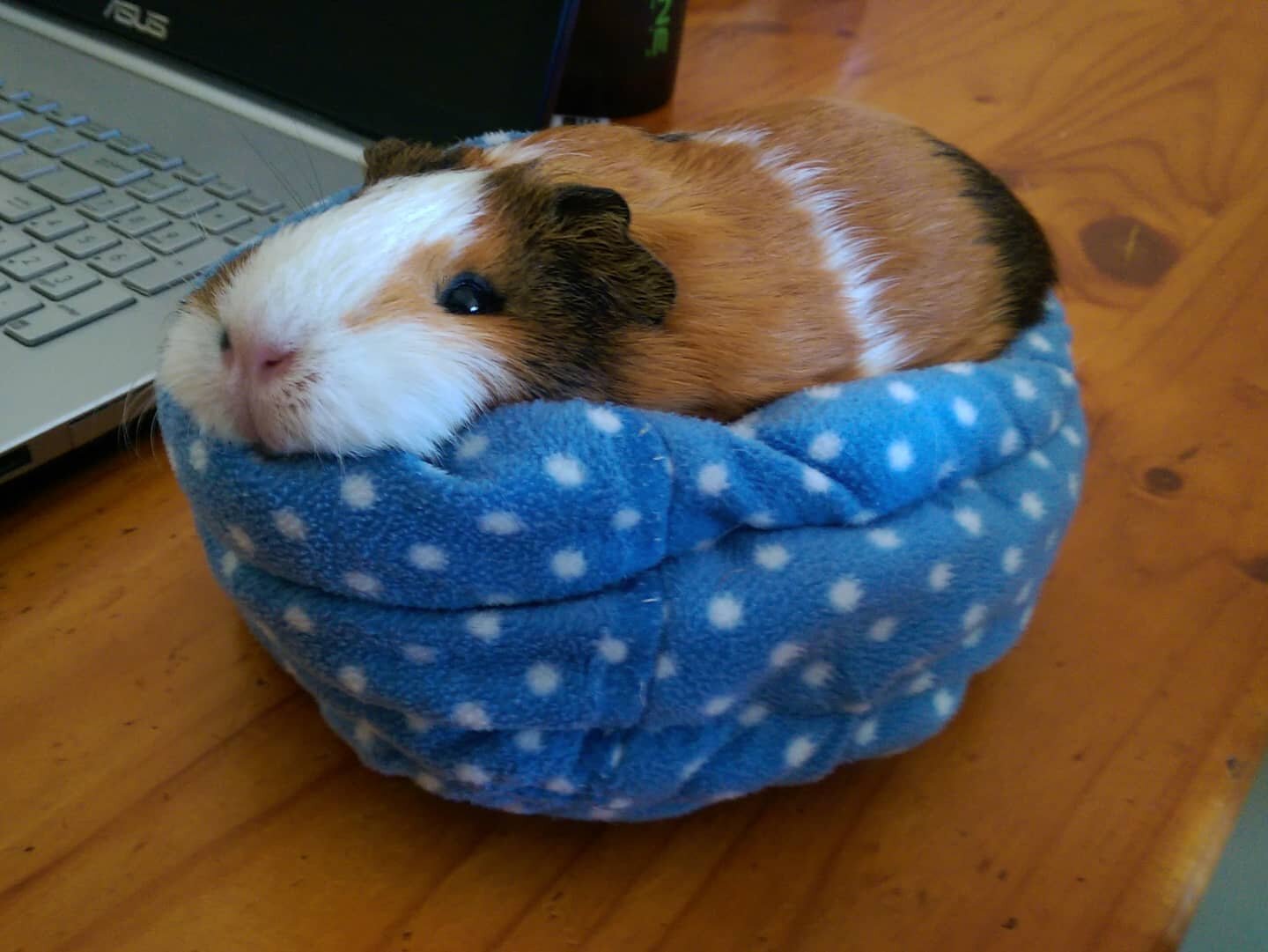 One size fits all... 🤔
.
.
.
.
.
#guineapig