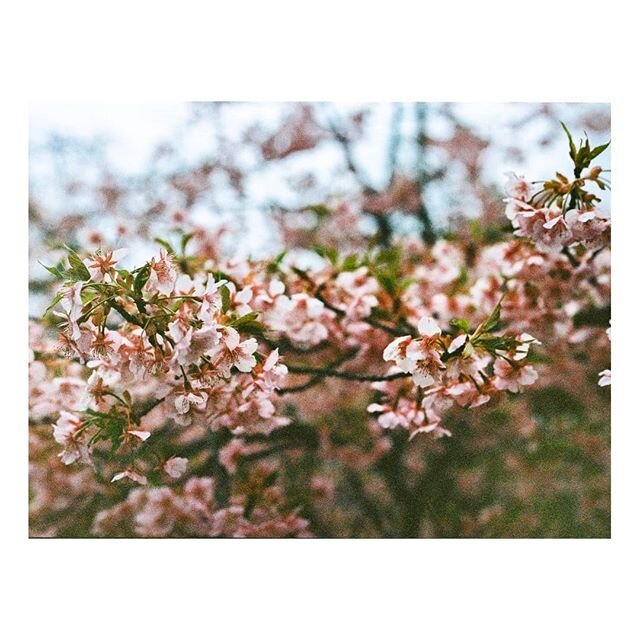More Japanese cherry blossoms, Shinjuku Gyoen national gardens. I miss Japan
-
-
-
-
-
-
#120film #filmphotography #filmlife #analog #shootfilmunder1000 #shootfilmmag #shootfilm #theanalogclub #filmisnotdead #filmphotography #filmwave #analogphotogra