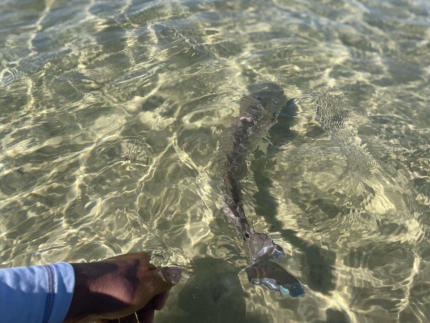 Ankle deep tailers kinda do it for me.  #flyfishing#flyfishingsaltwater#saltwaterflyfishing #saltwaterfishing #pensacolafishing #pensacolabeach #perdidokey #fishingpensacola #flyfishingpensacola #fishingpensacolabeach #flyfishingpensacolabeach #flyfi