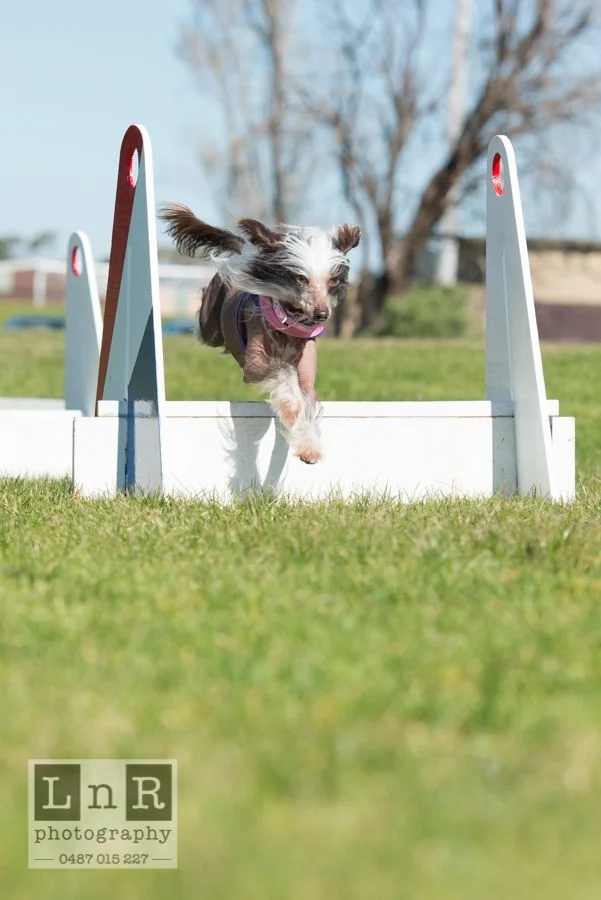 Ruby flyball.jpg