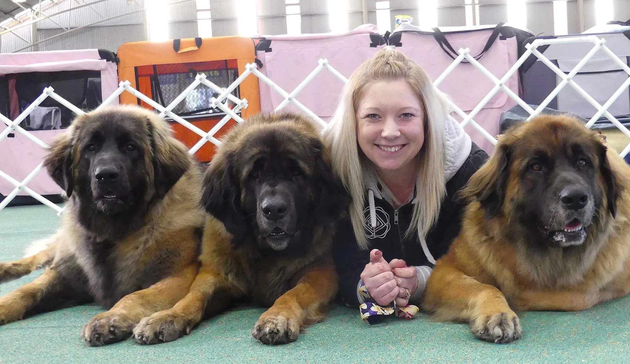 (VIC) Utility & Rare Breeds Shows 2018