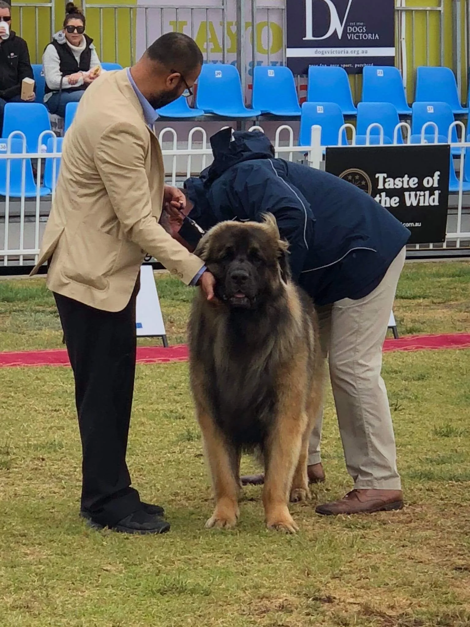 Dog Show (Geelong)